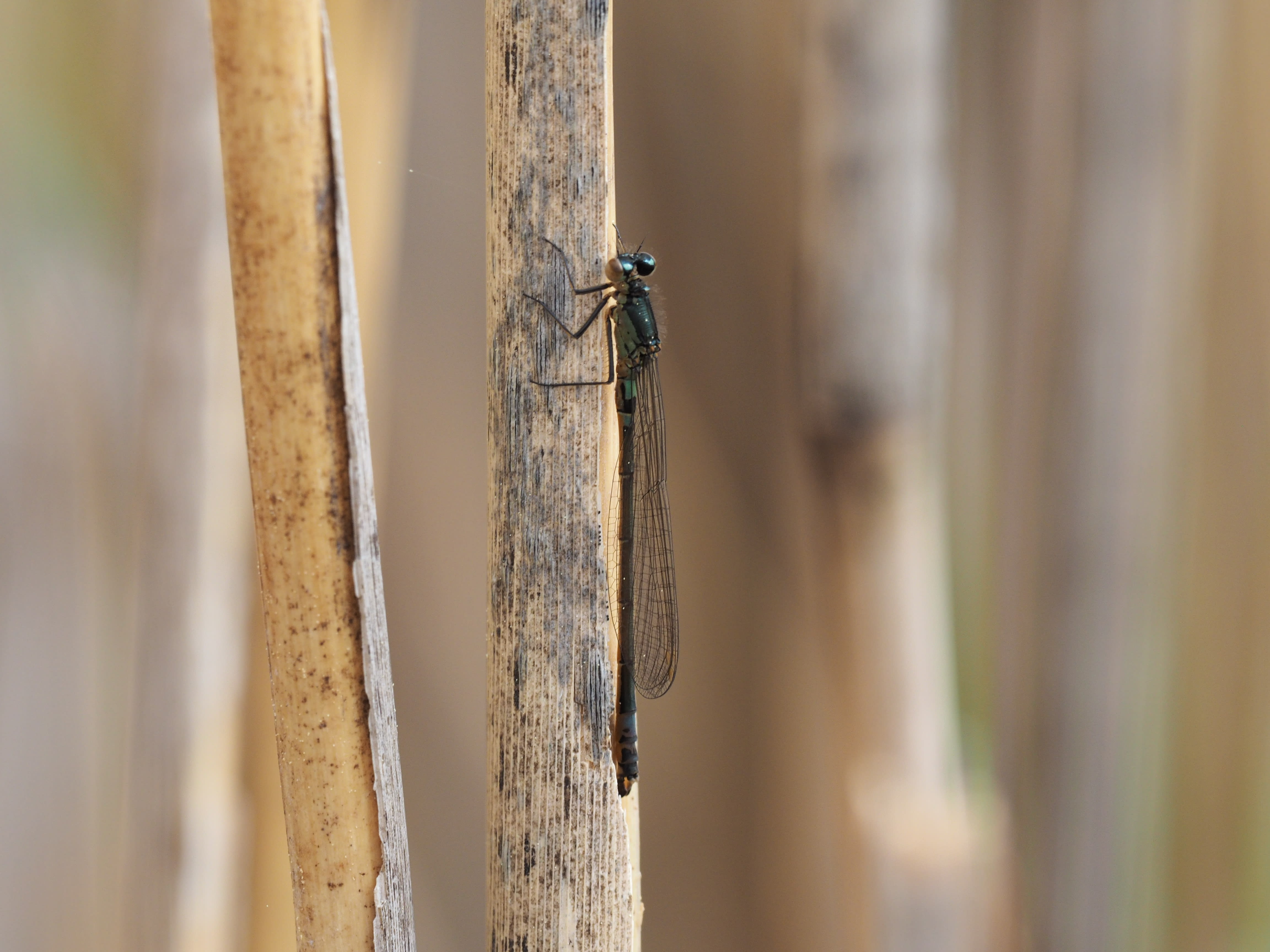 Image from Coenagrion armatum album