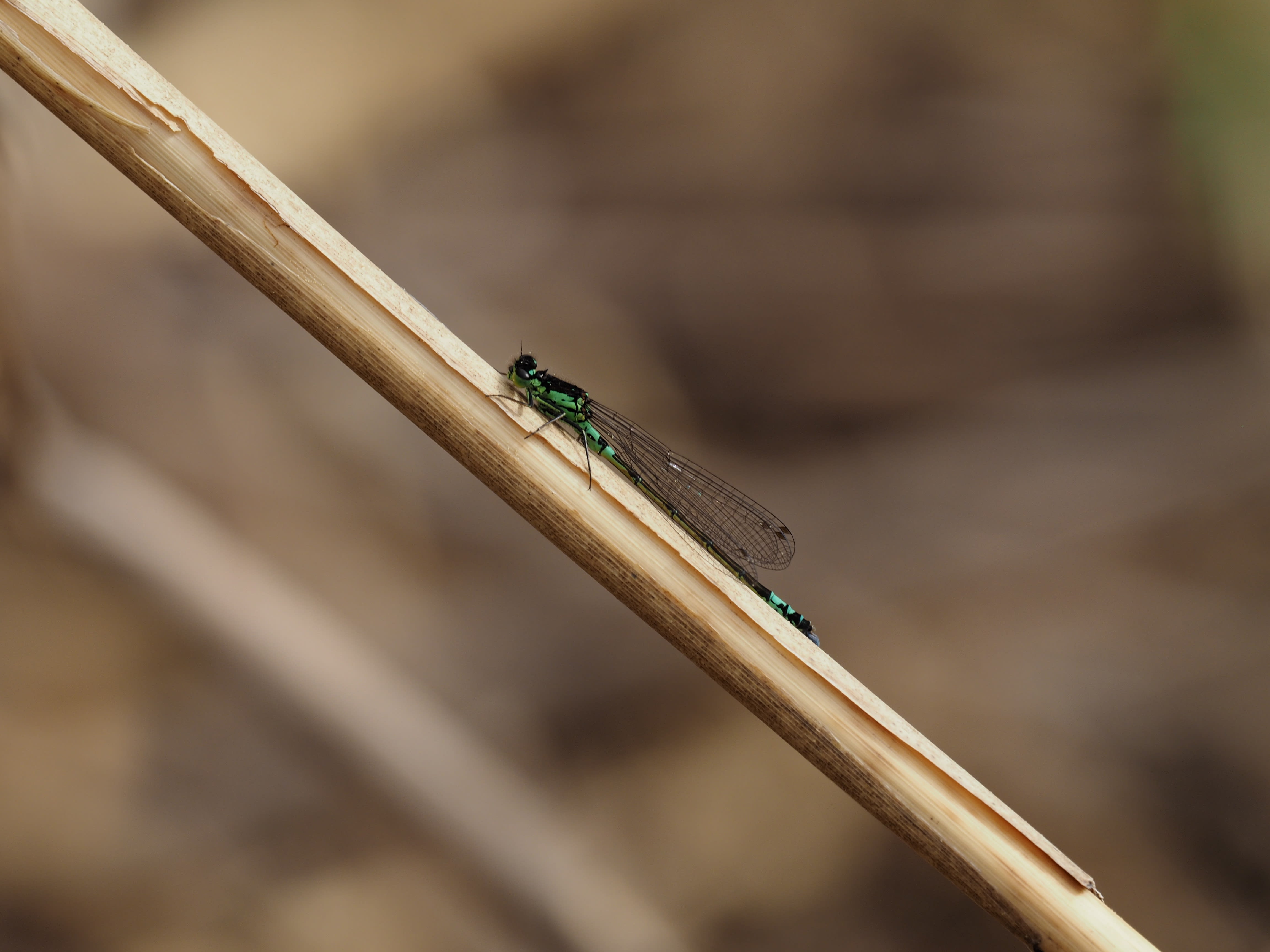 Image from Coenagrion armatum album