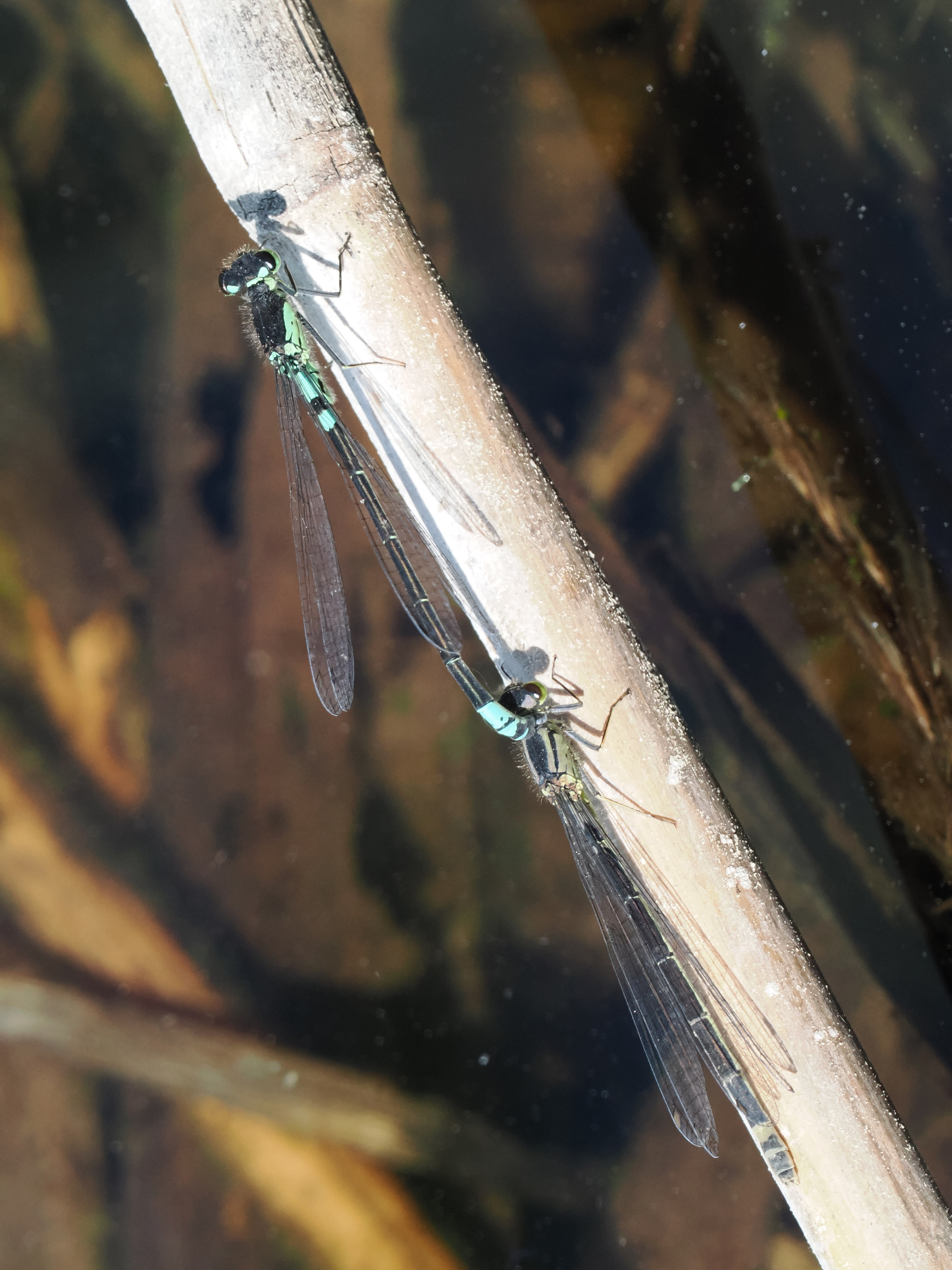 Image from Coenagrion armatum album