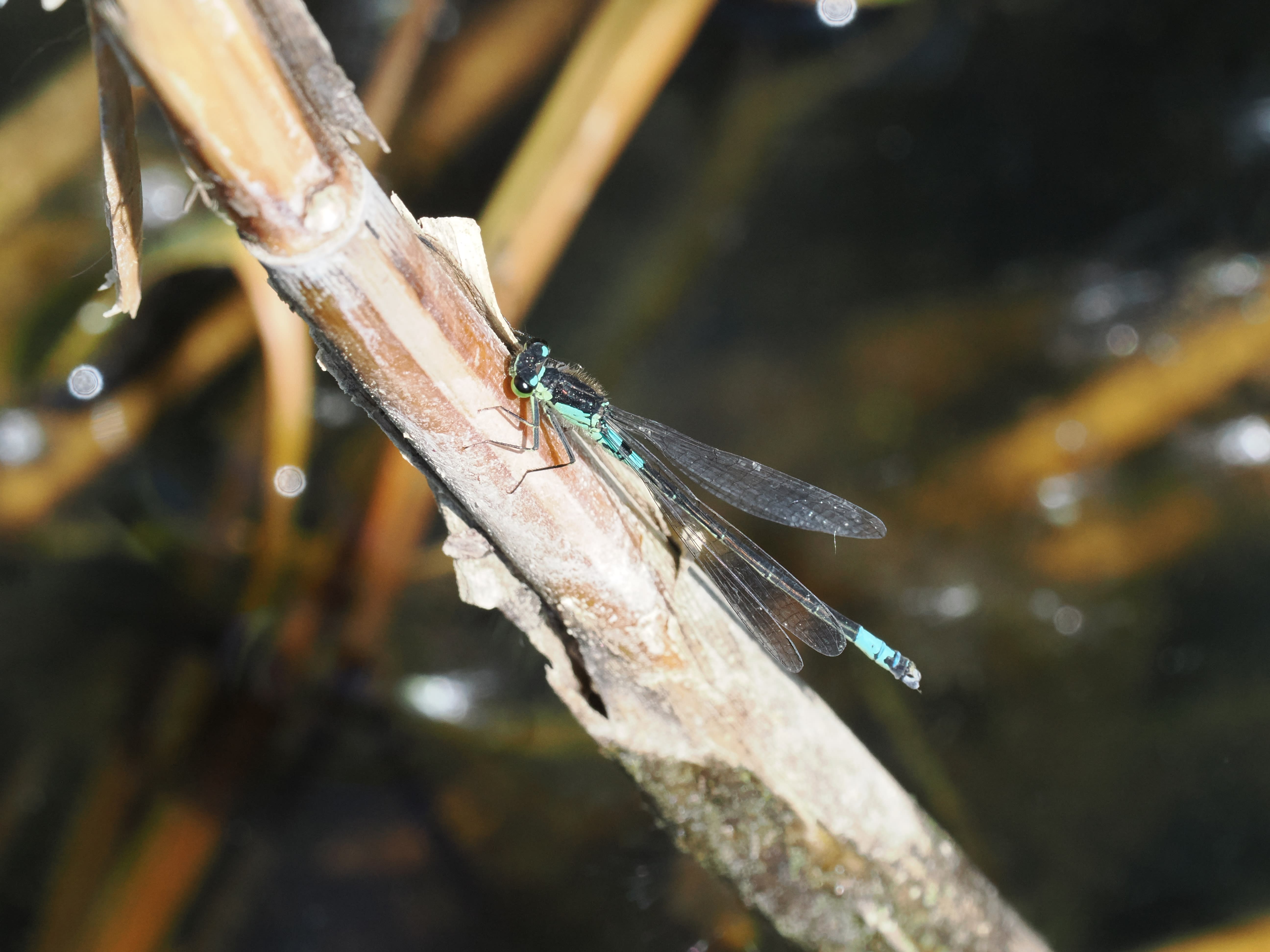 Image from Coenagrion armatum album