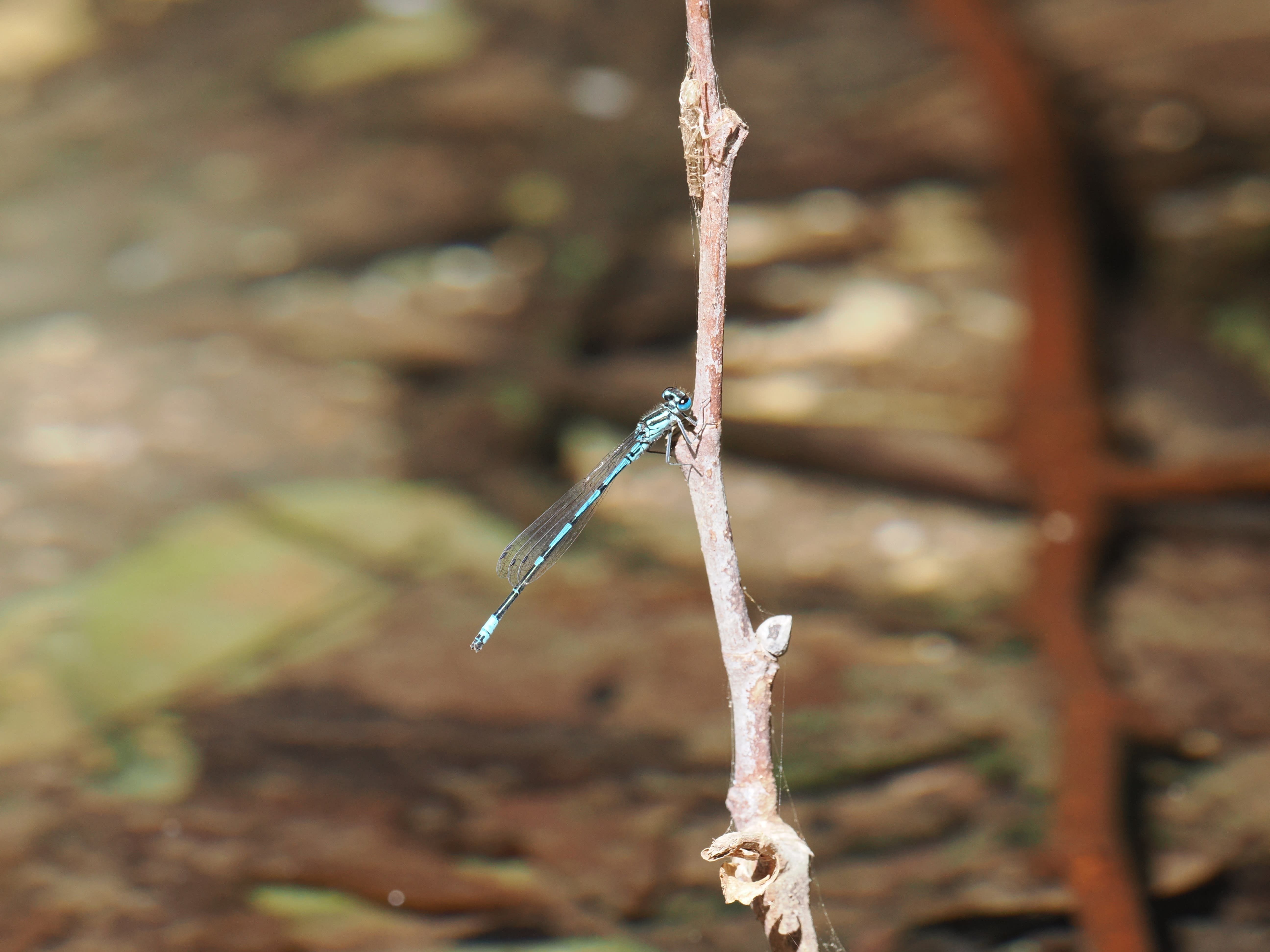 Image from Coenagrion intermedium album