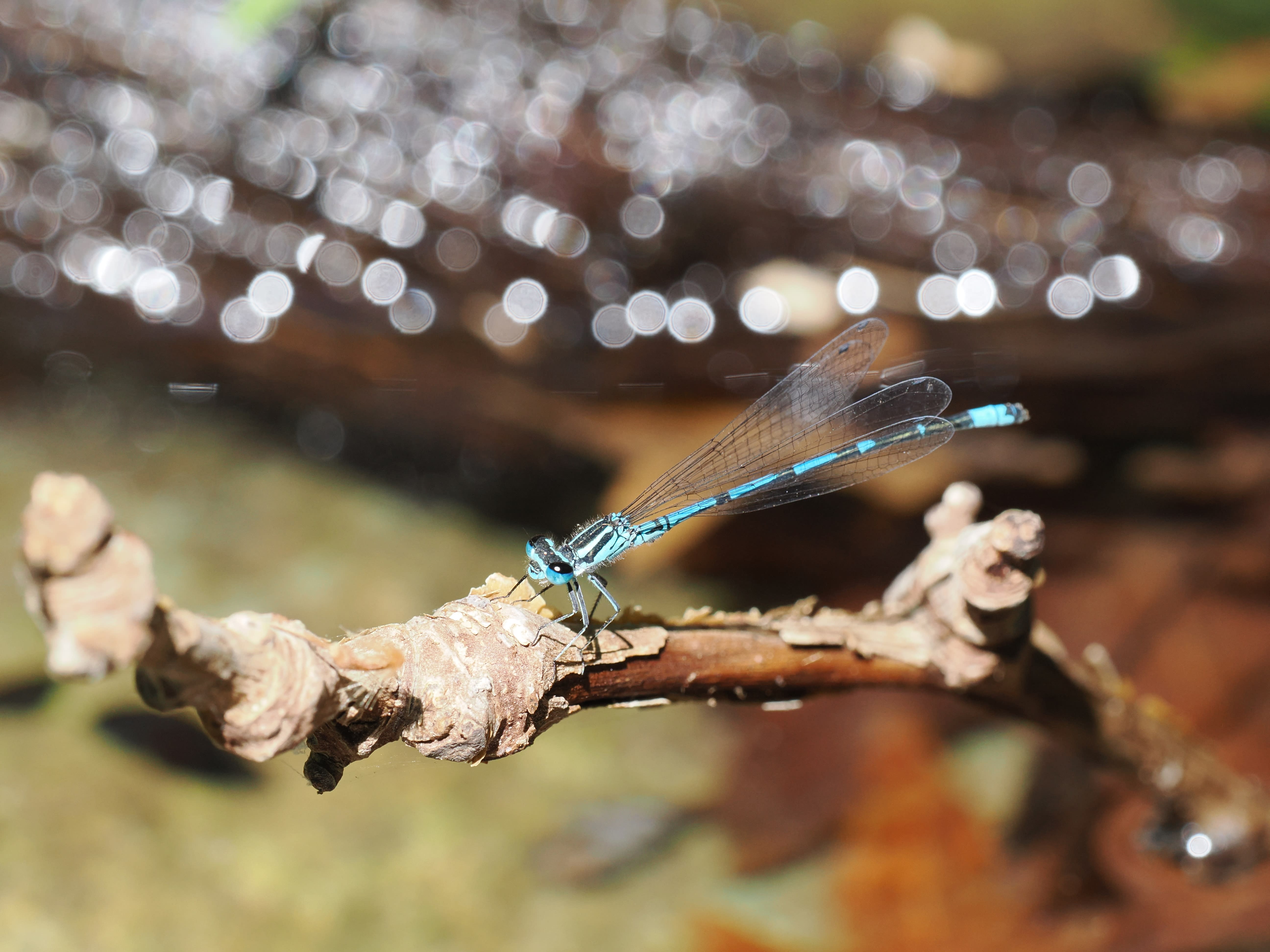 Image from Coenagrion intermedium album