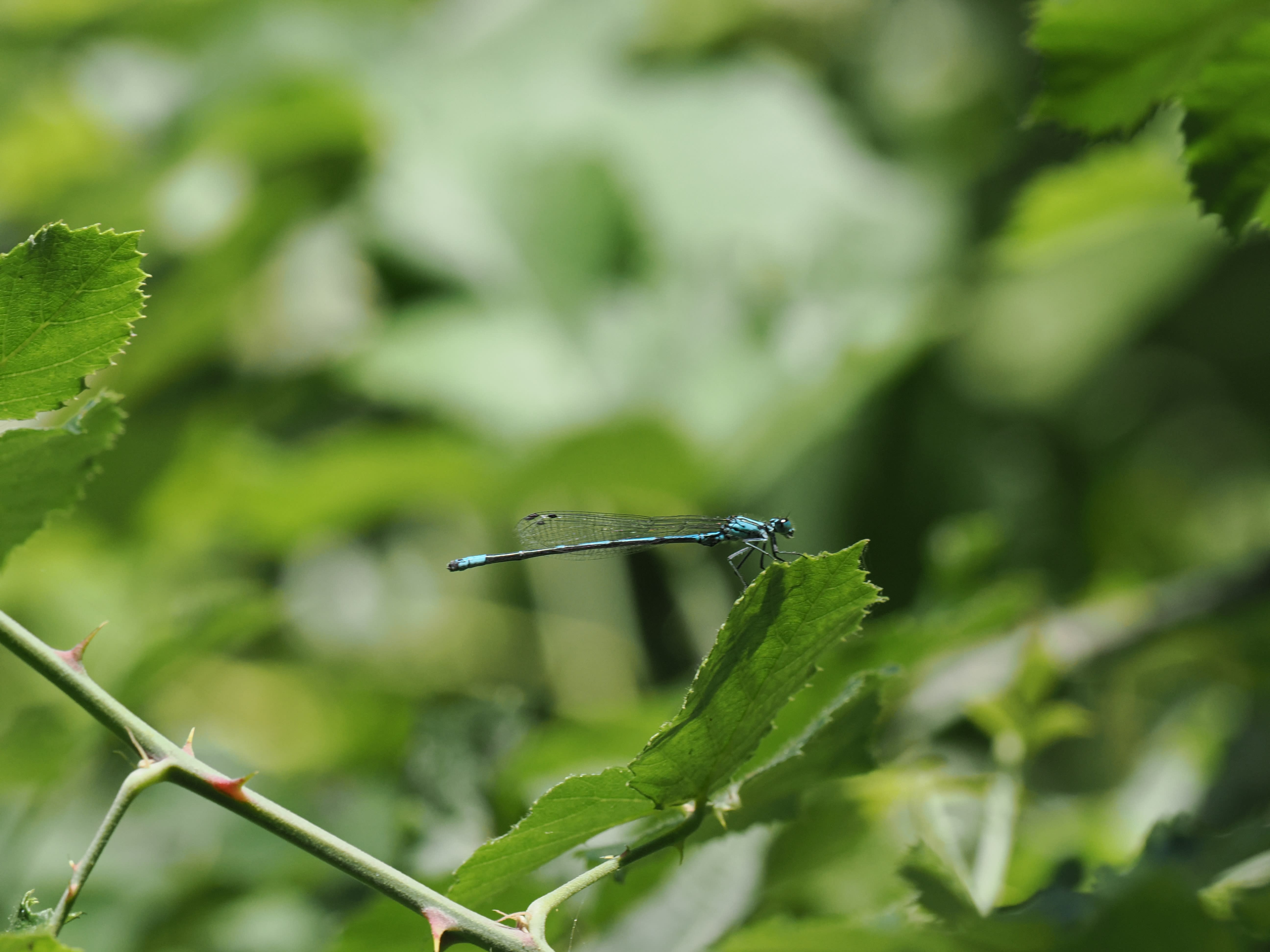 Image from Coenagrion intermedium album