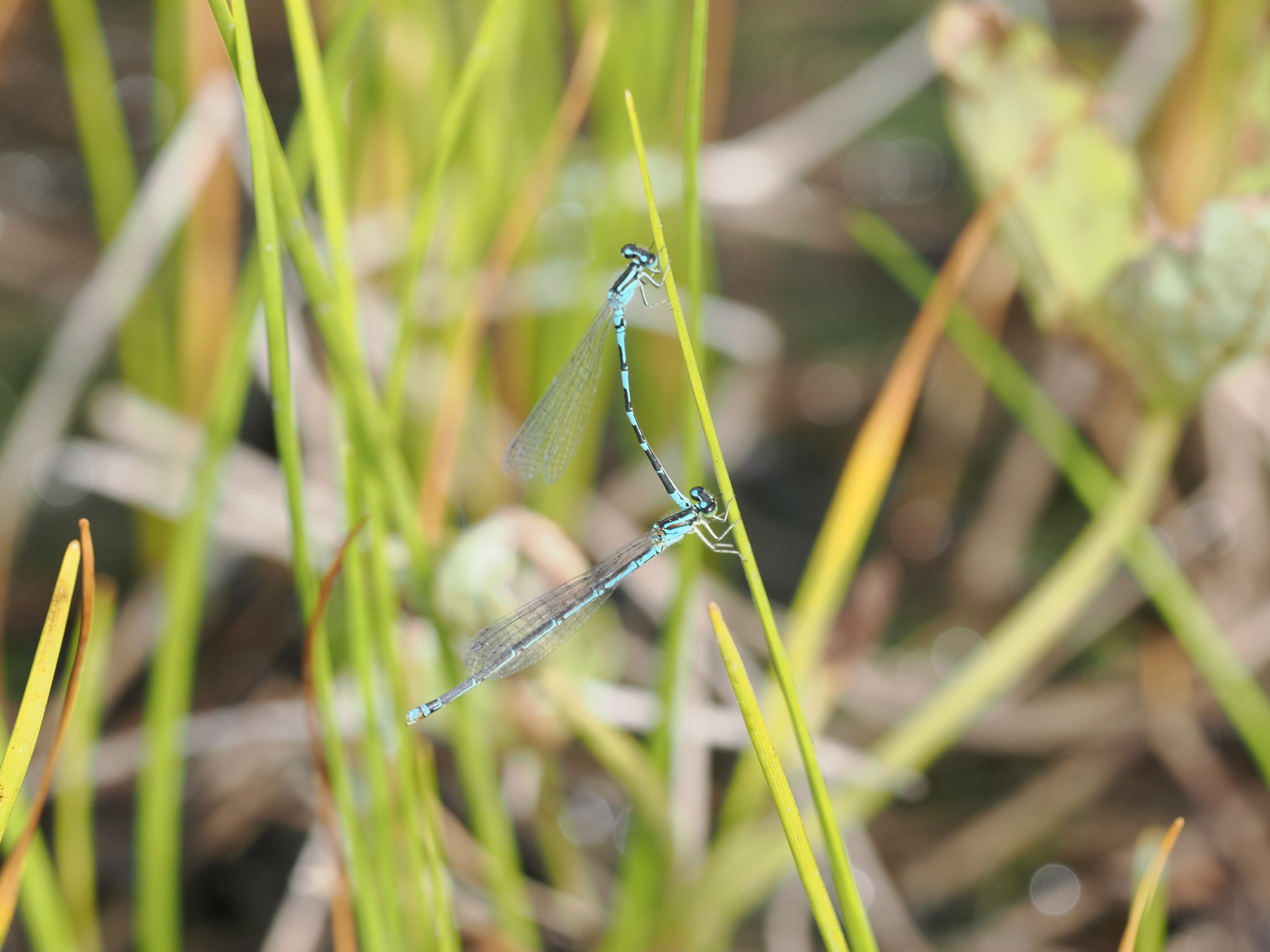 Image from Coenagrion johanssoni album
