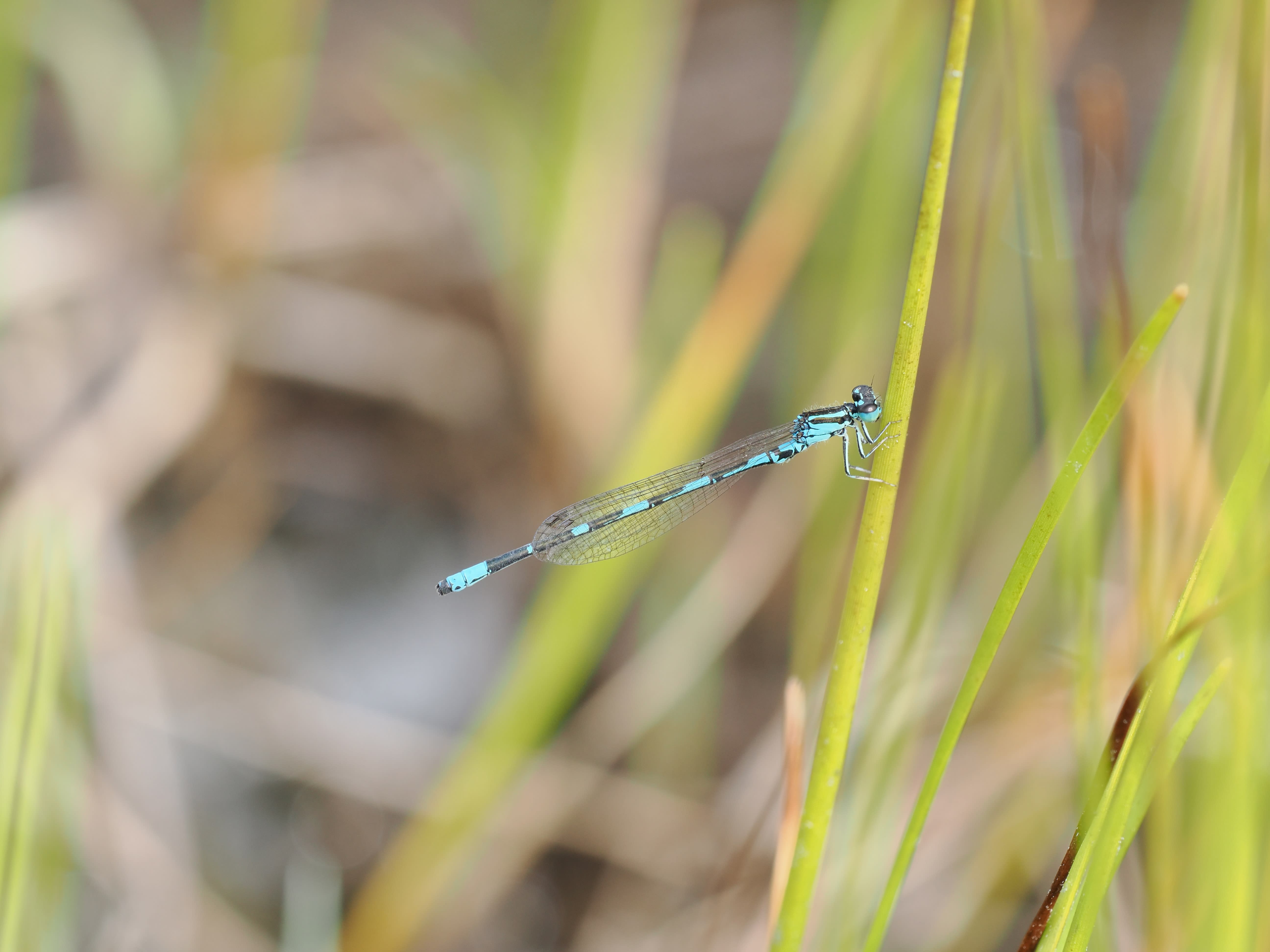 Image from Coenagrion johanssoni album
