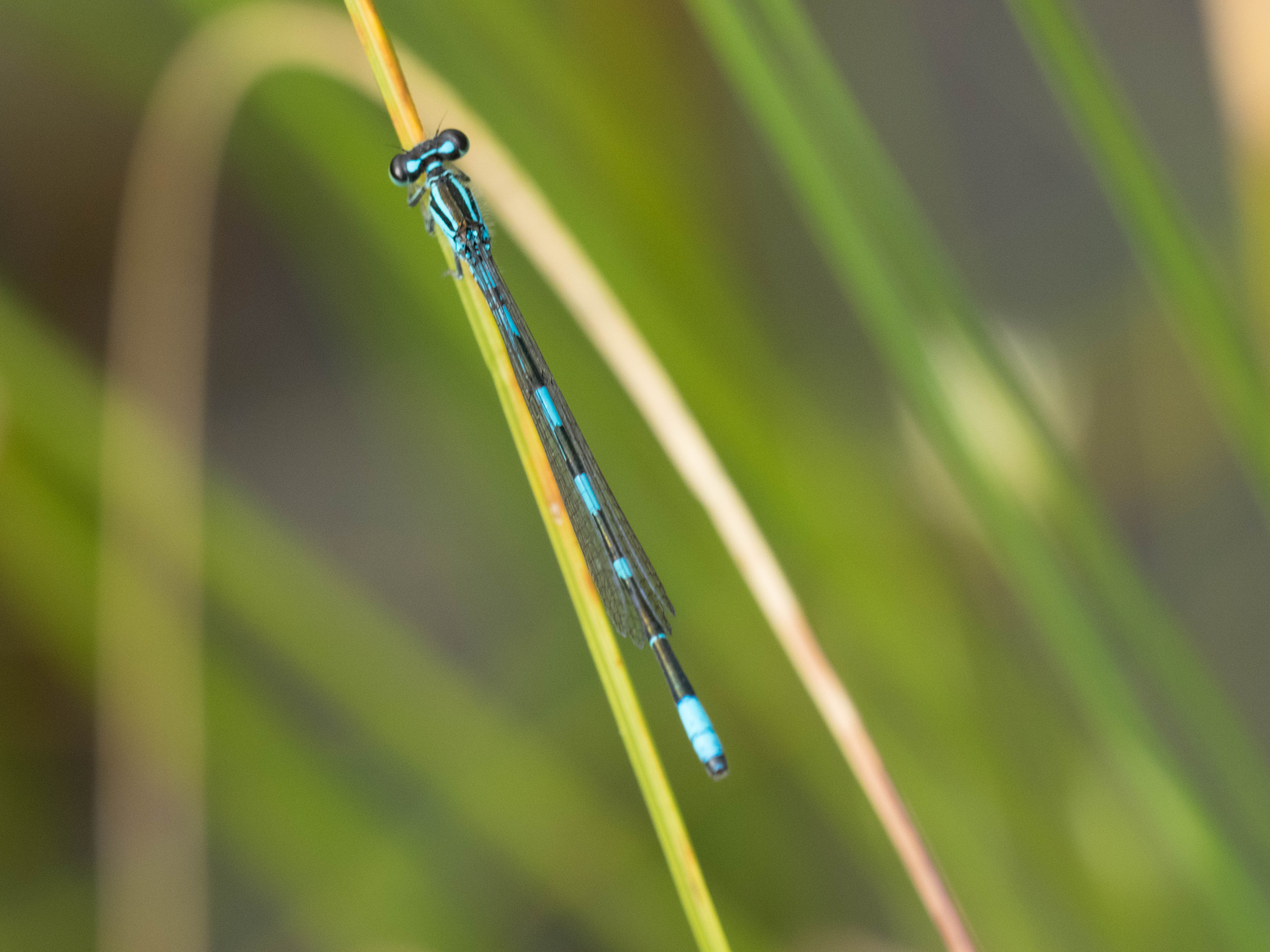 Image from Coenagrion johanssoni album