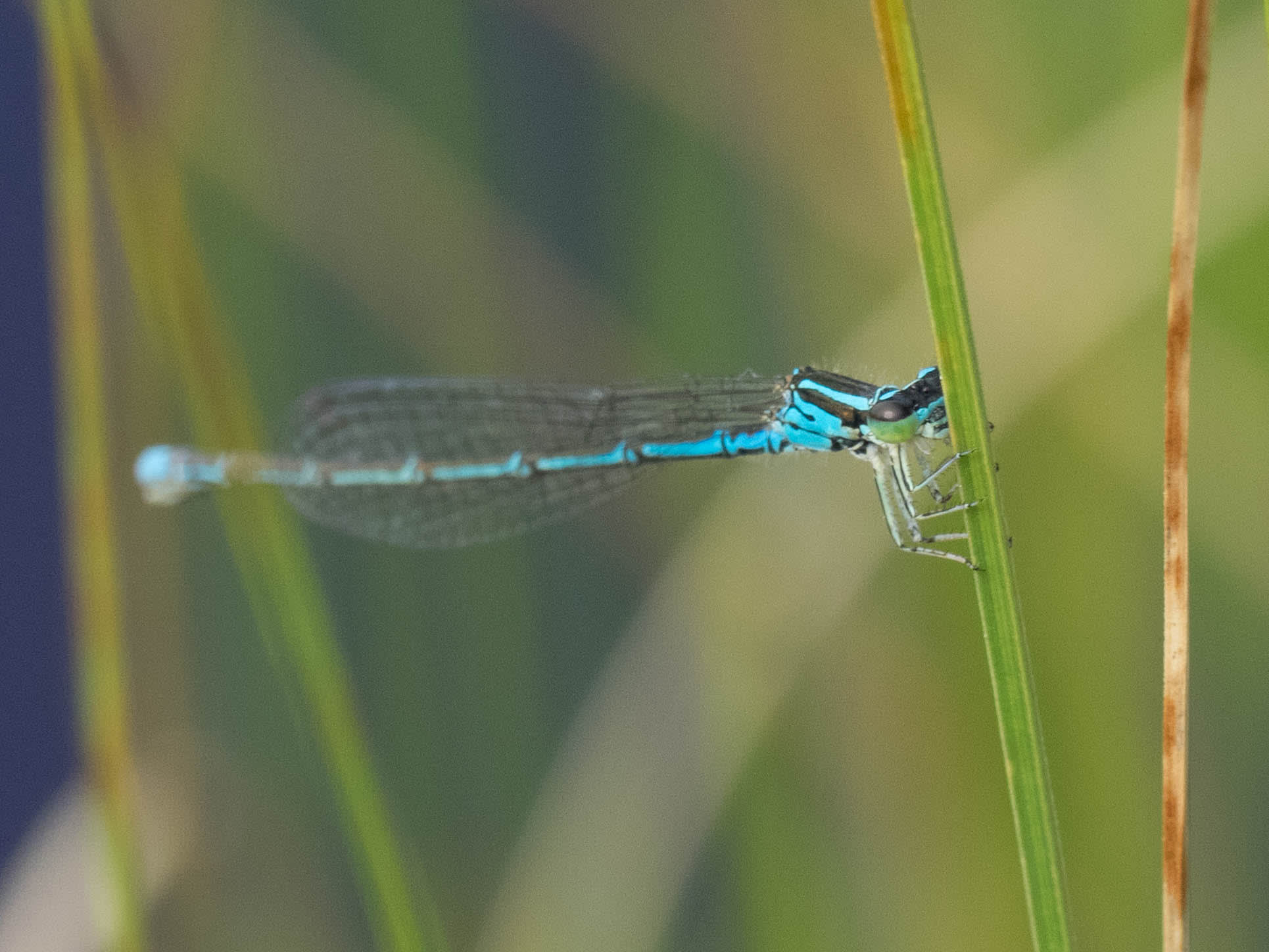 Image from Coenagrion johanssoni album