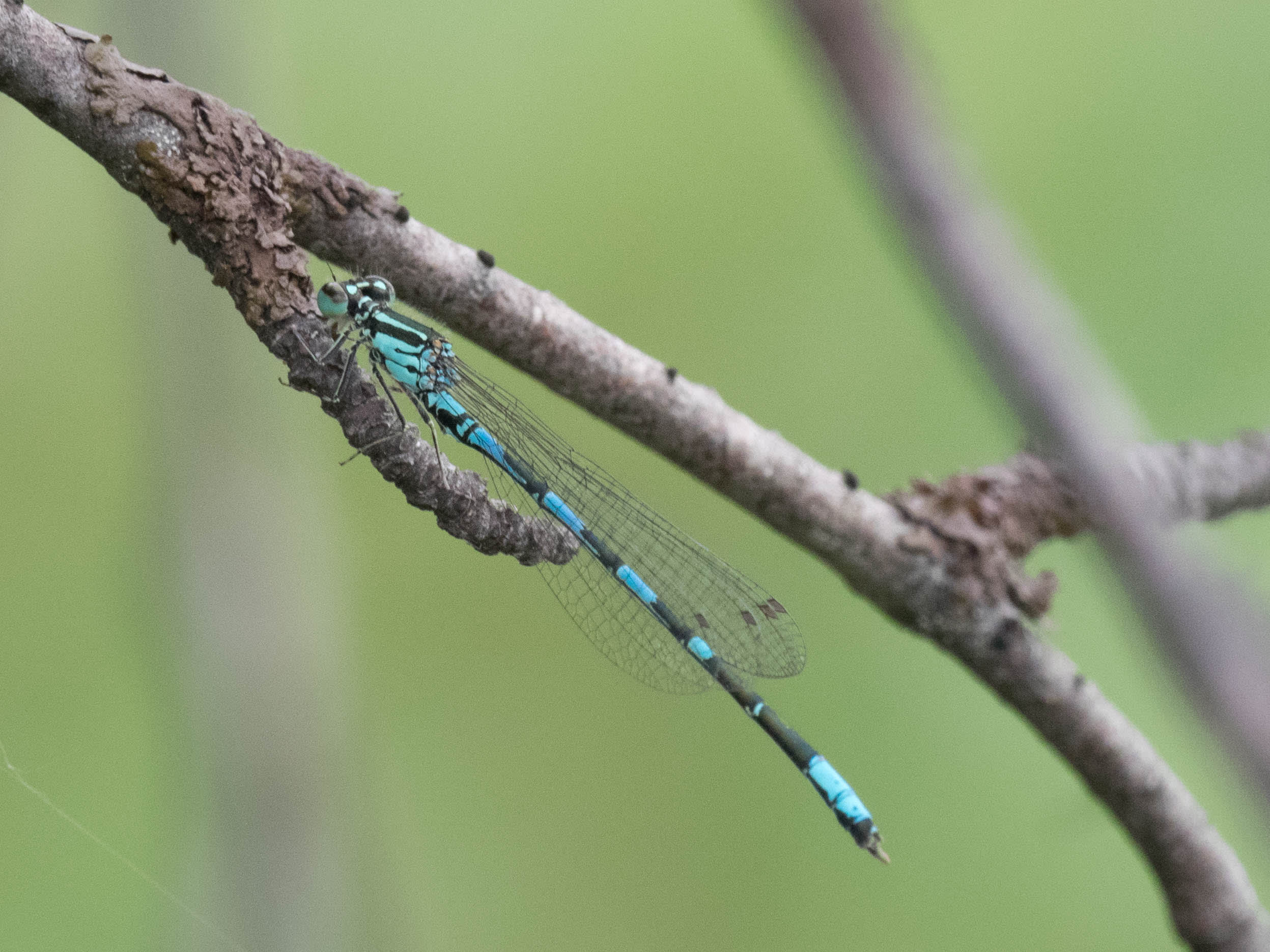Image from Coenagrion johanssoni album