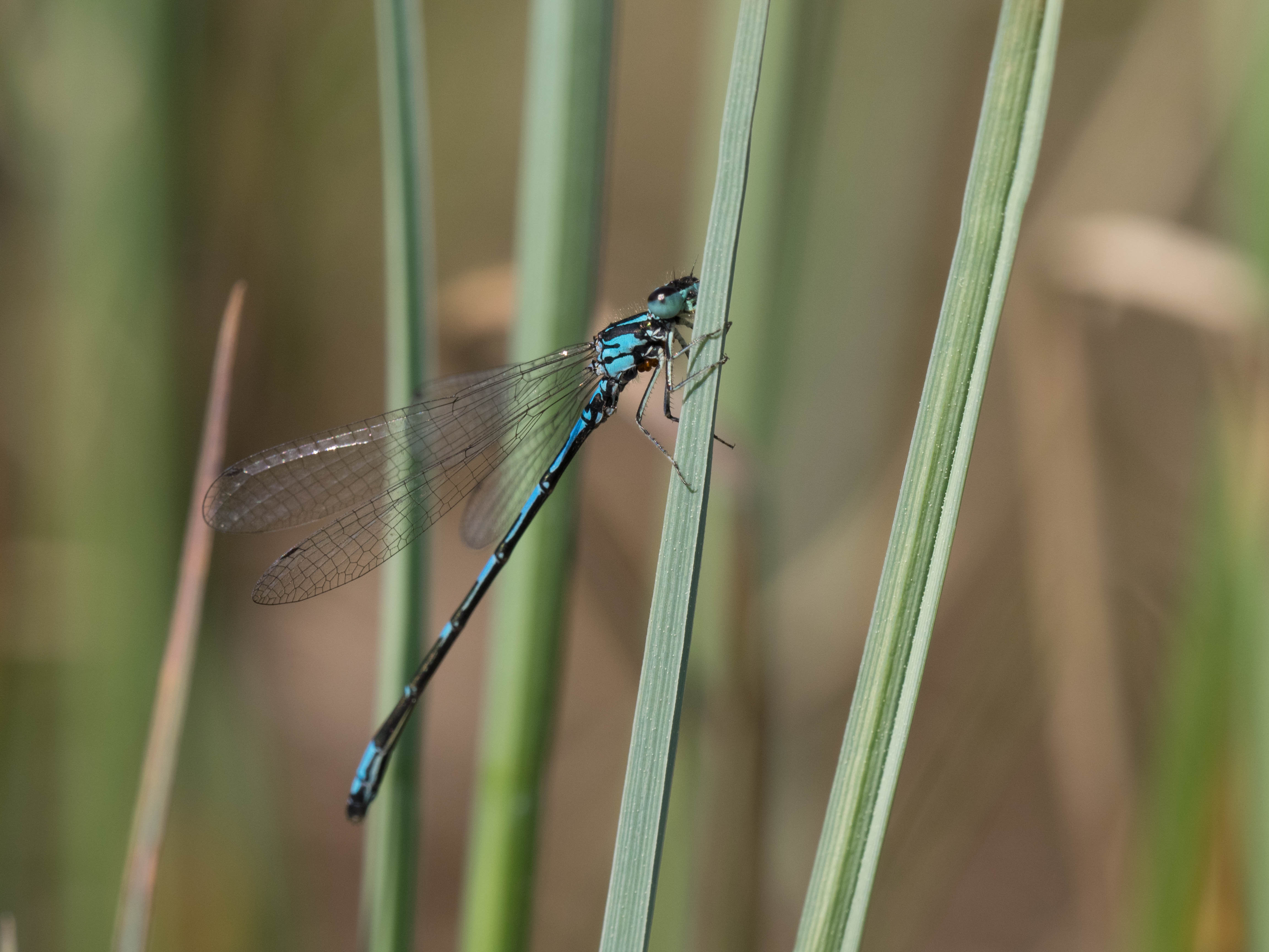Image from Coenagrion johanssoni album