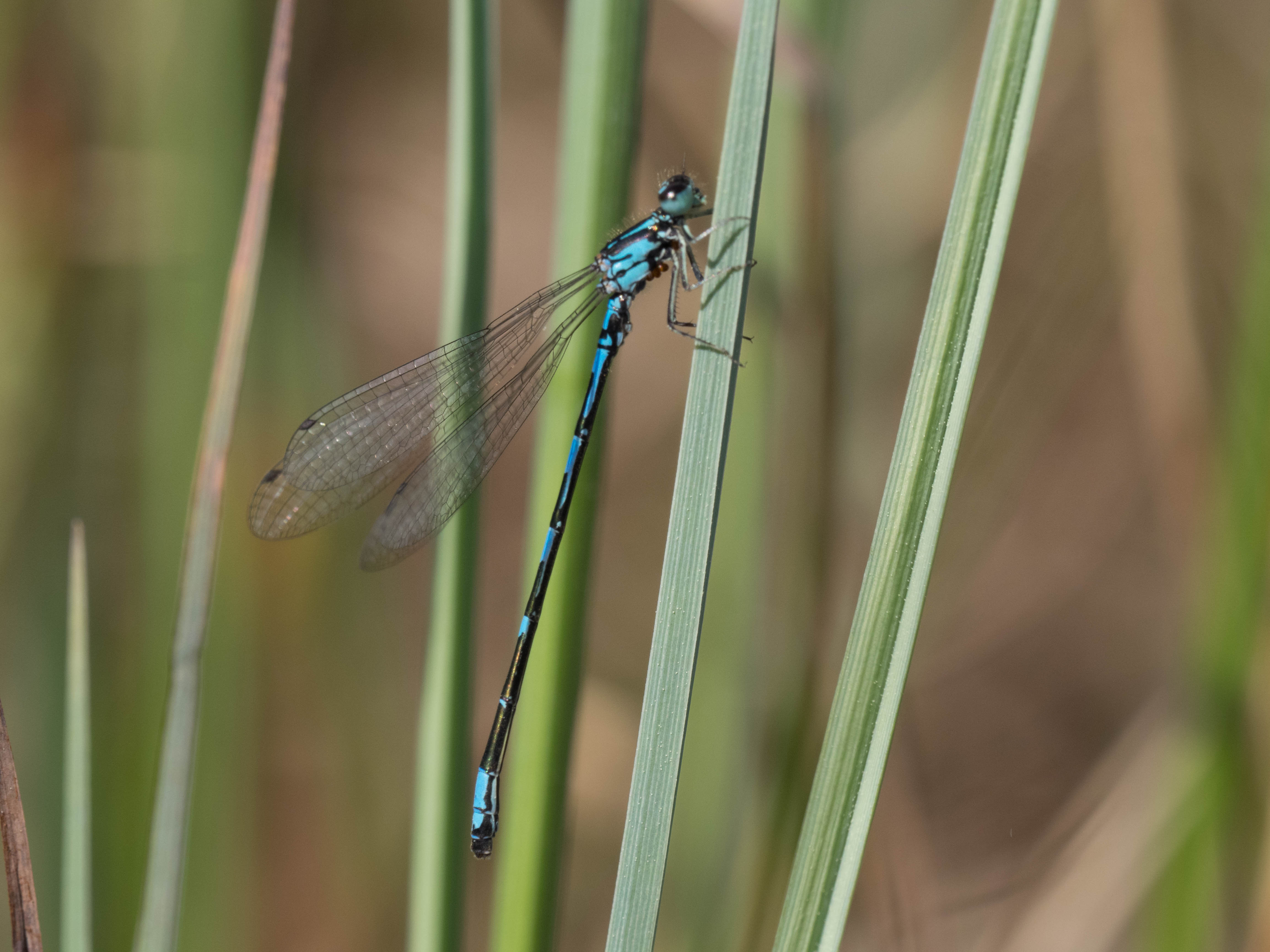 Image from Coenagrion johanssoni album