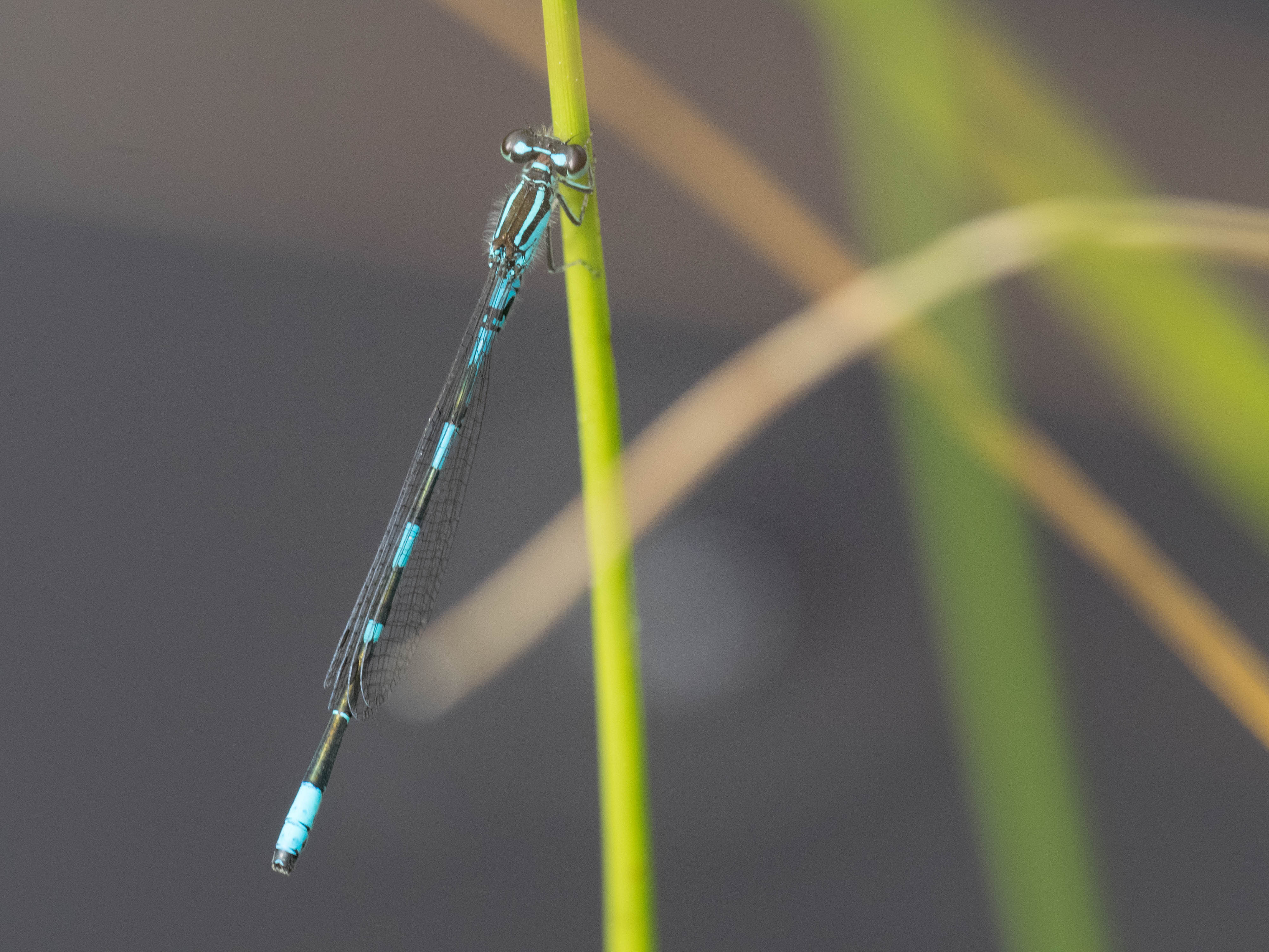 Image from Coenagrion johanssoni album