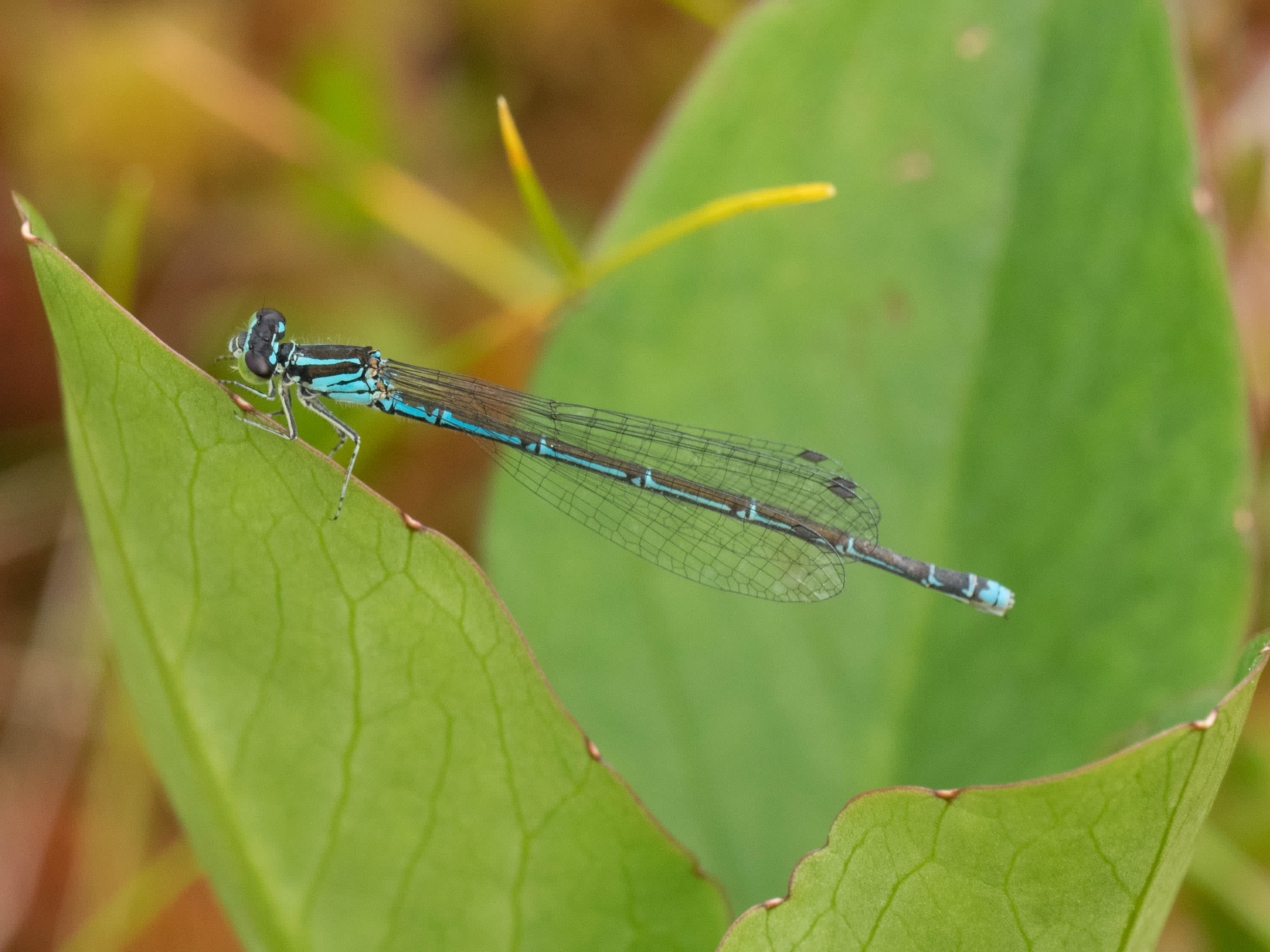 Image from Coenagrion johanssoni album