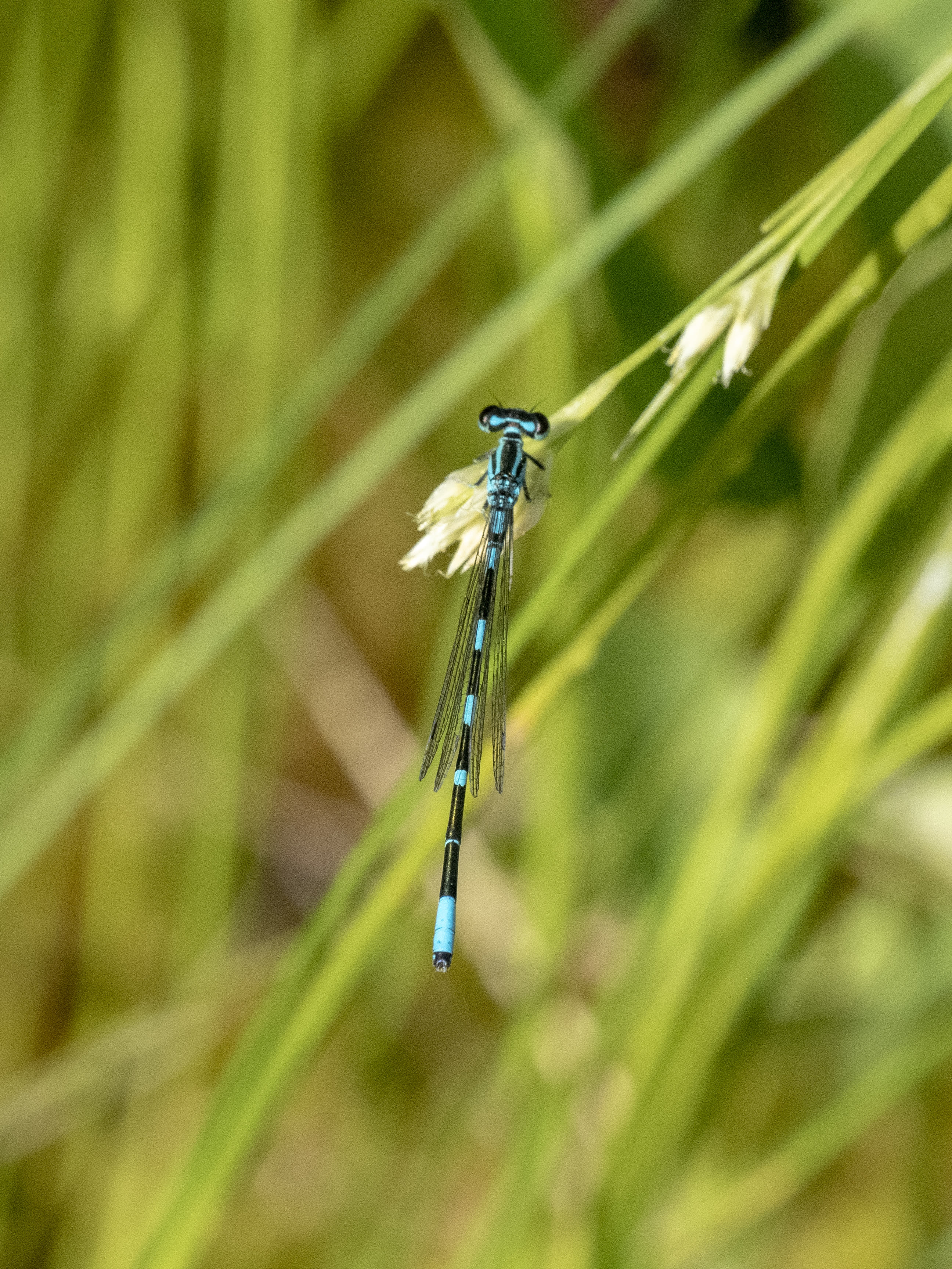 Image from Coenagrion johanssoni album
