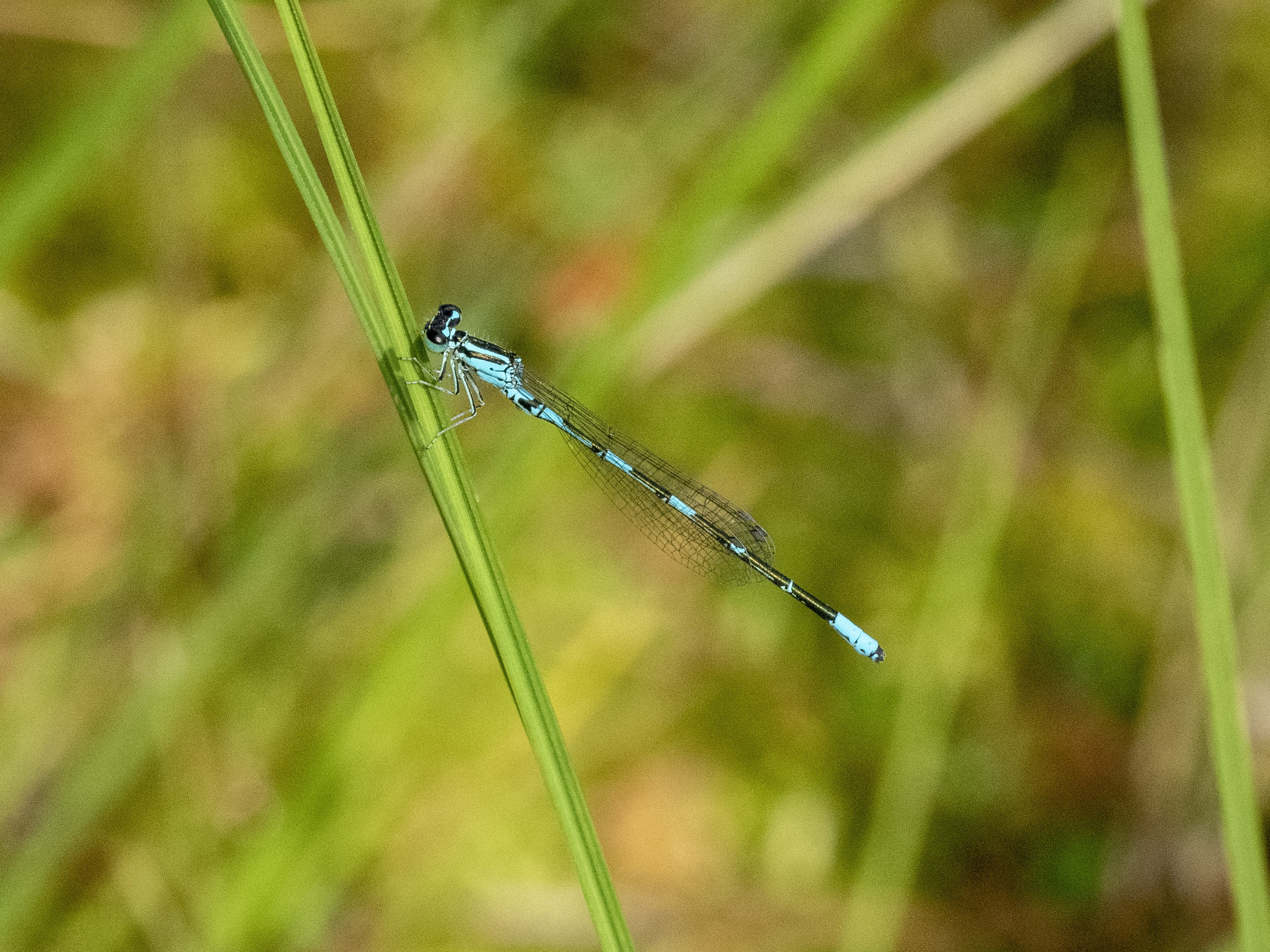 Image from Coenagrion johanssoni album