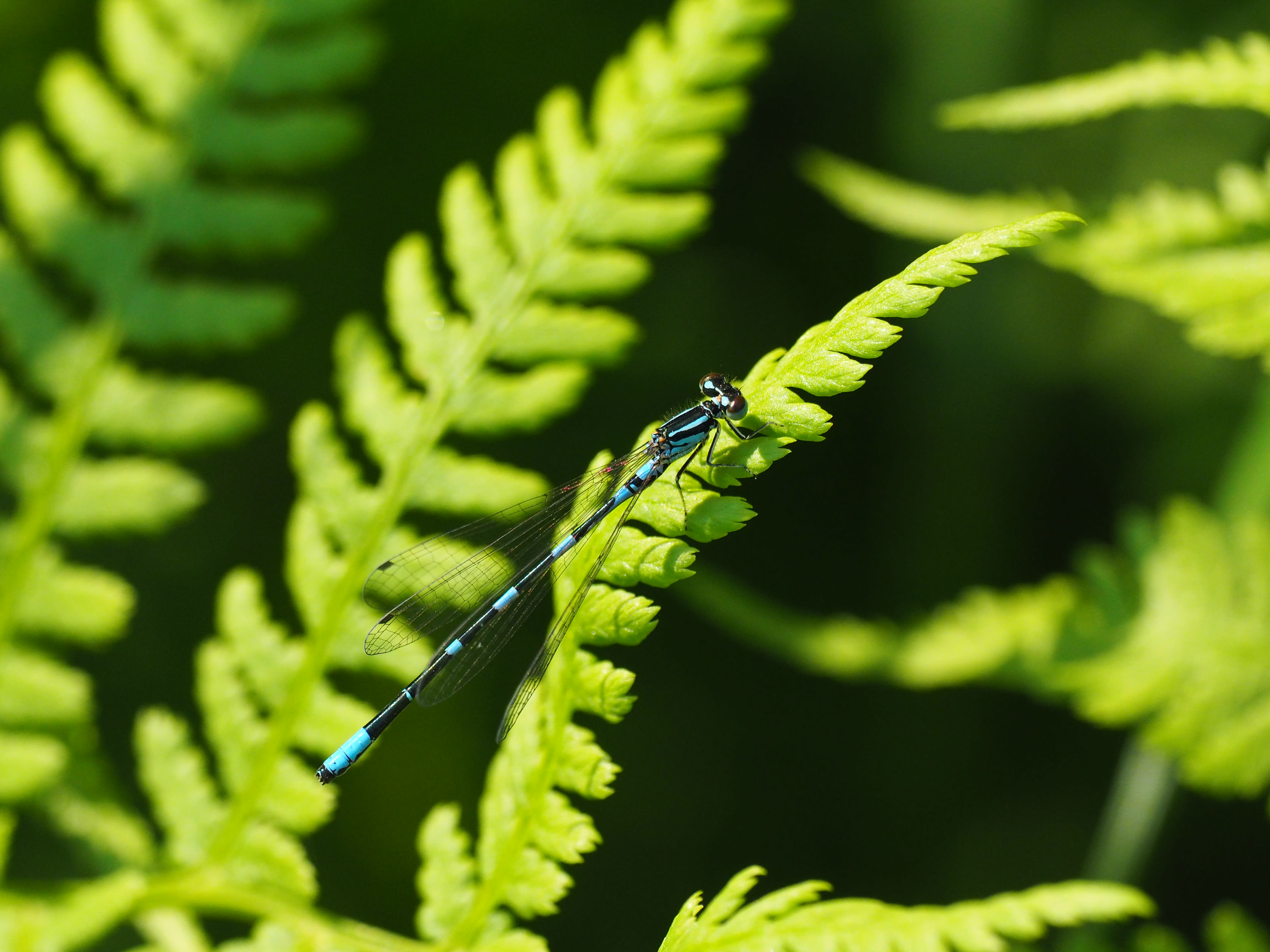 Image from Coenagrion johanssoni album