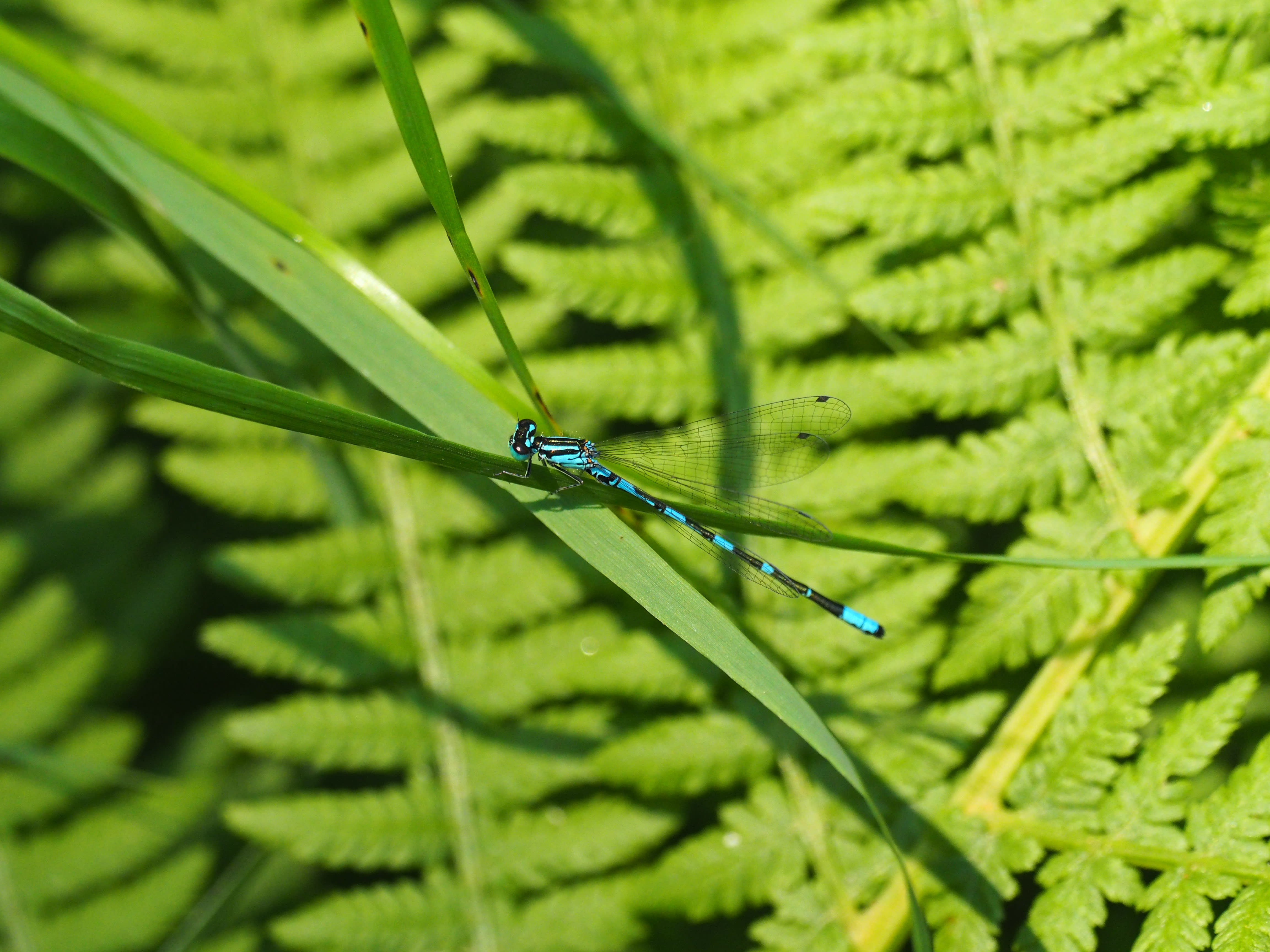 Image from Coenagrion johanssoni album