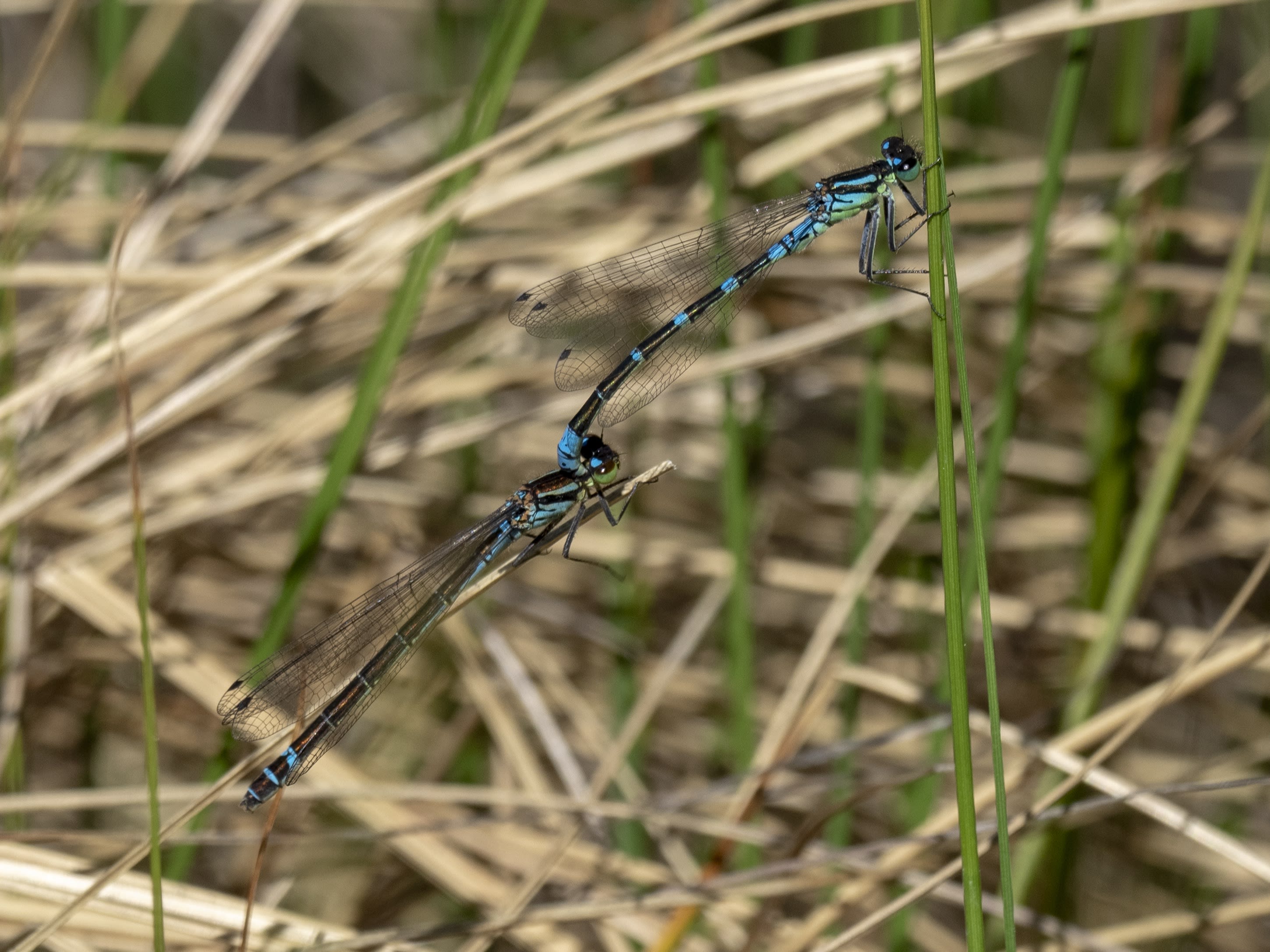 Image from Coenagrion lunulatum album