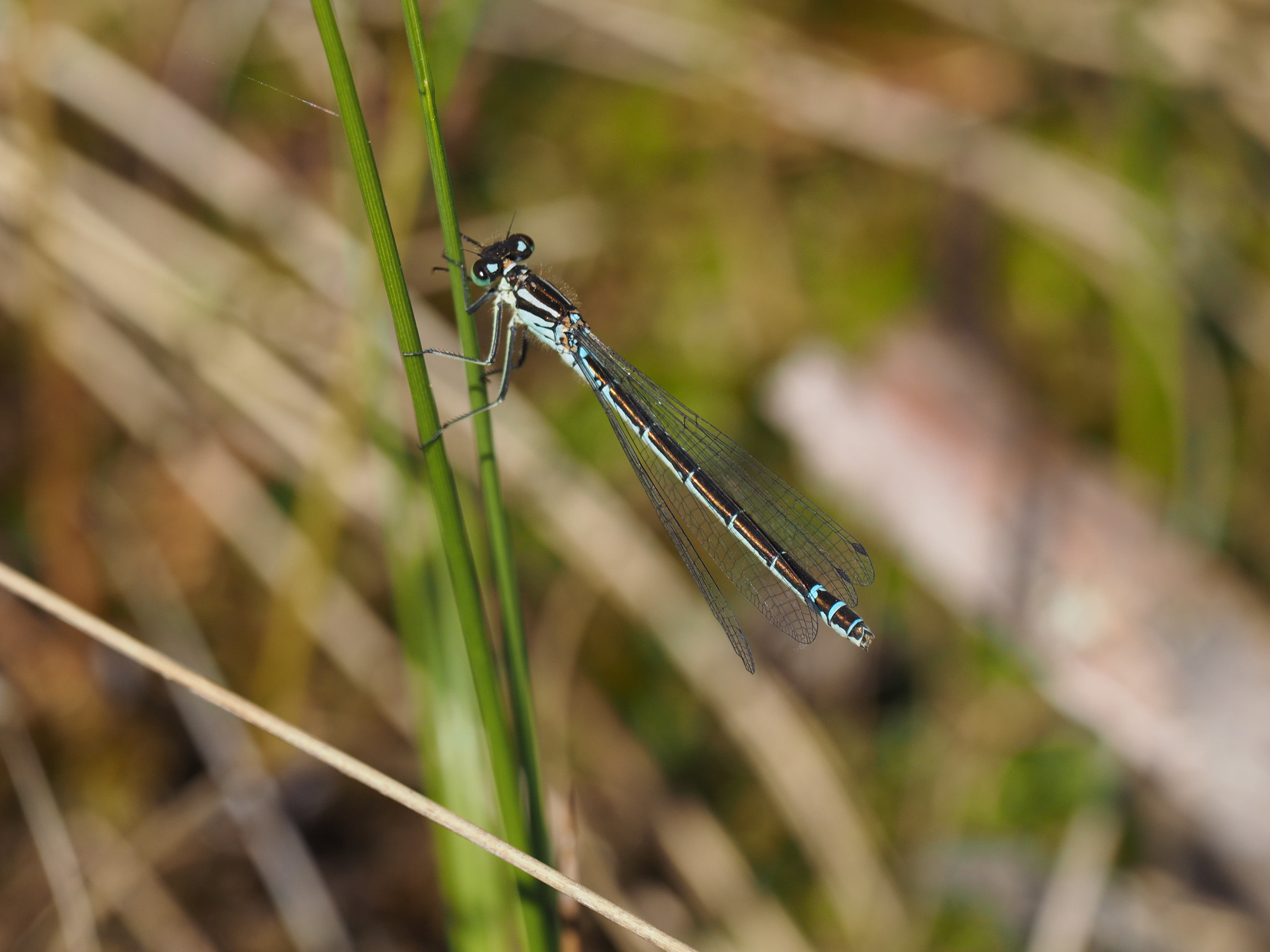 Image from Coenagrion lunulatum album