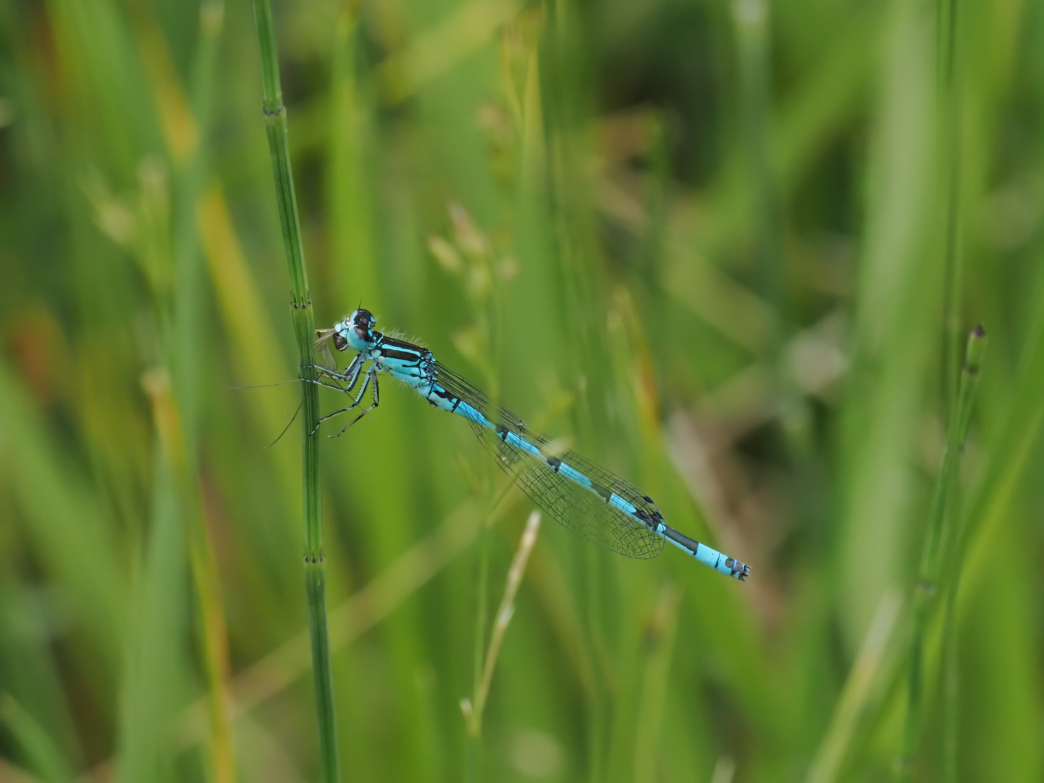 Image from Coenagrion mercuriale album