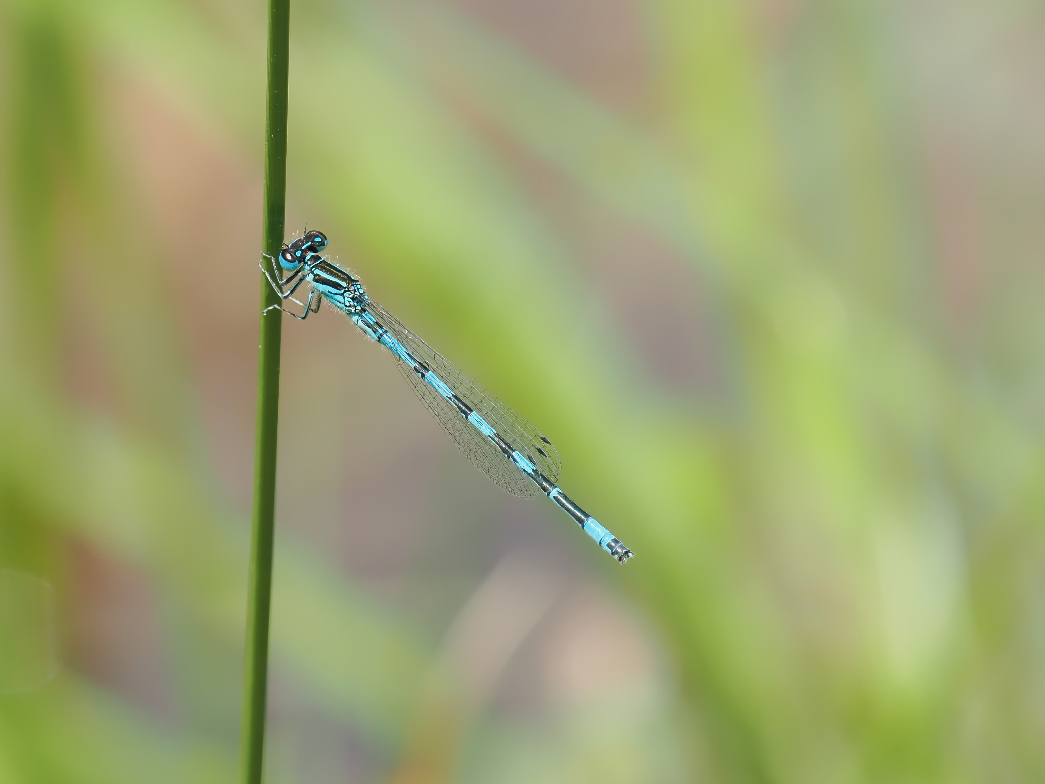 Image from Coenagrion mercuriale album