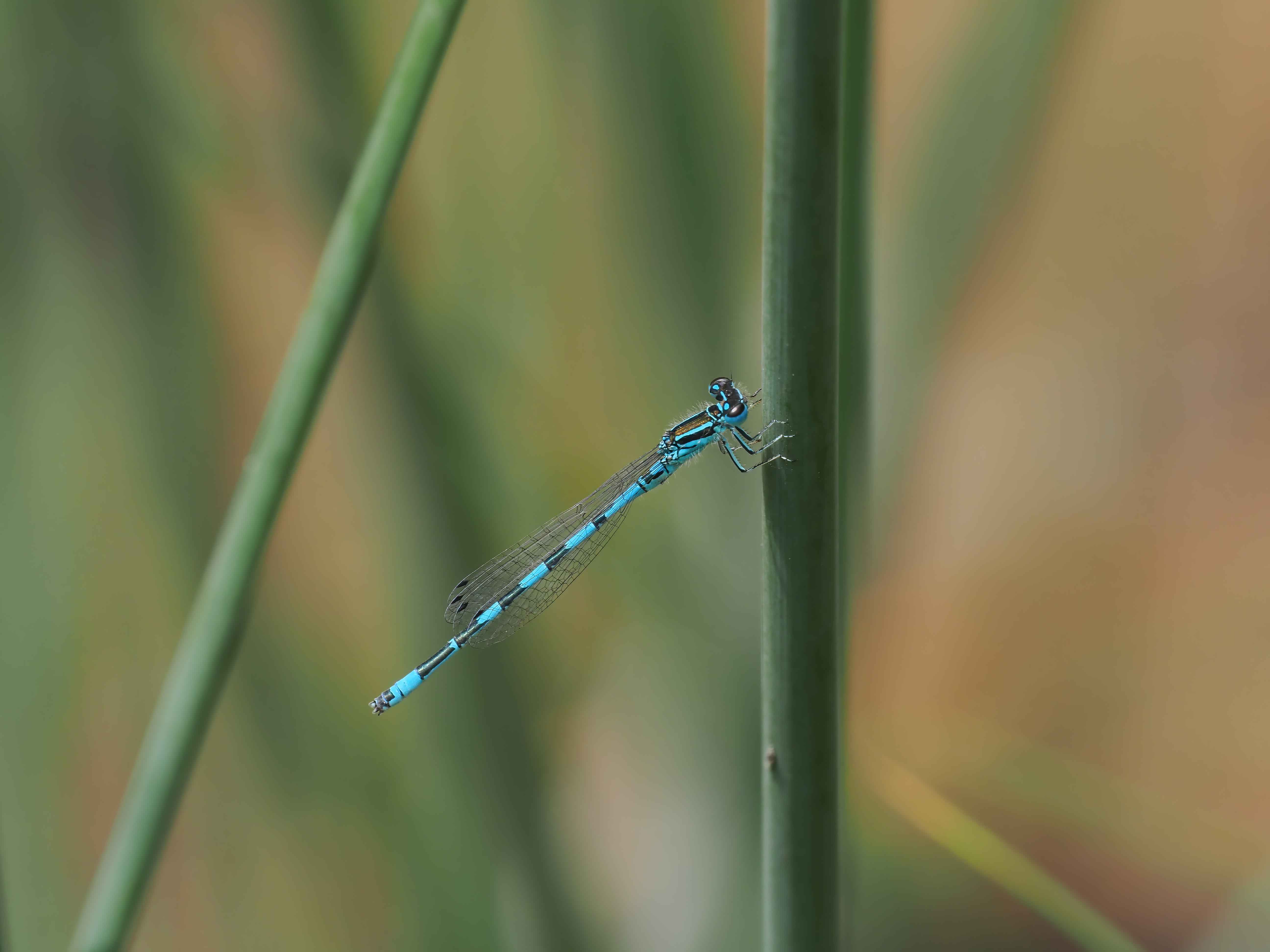 Image from Coenagrion mercuriale album
