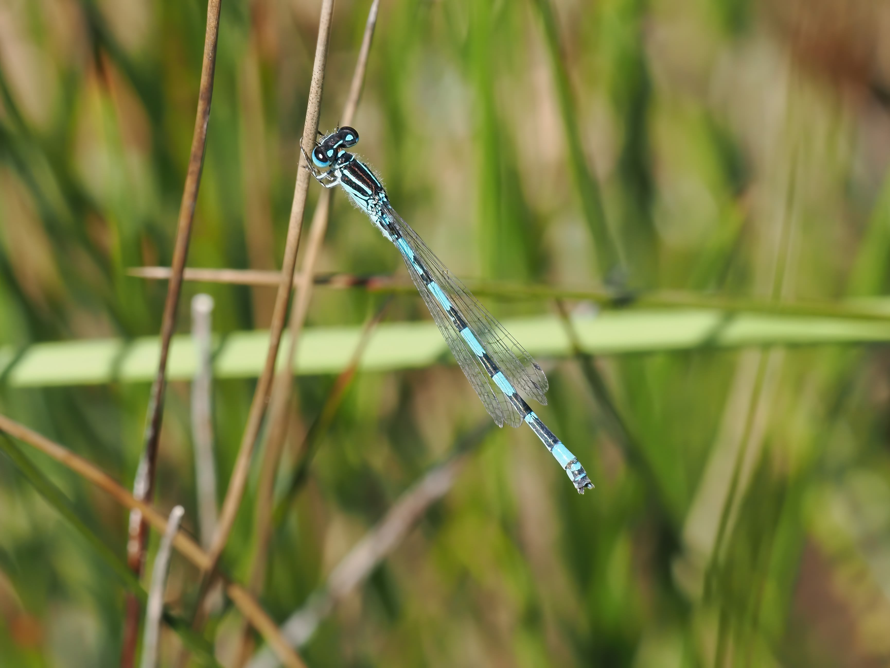 Image from Coenagrion mercuriale album