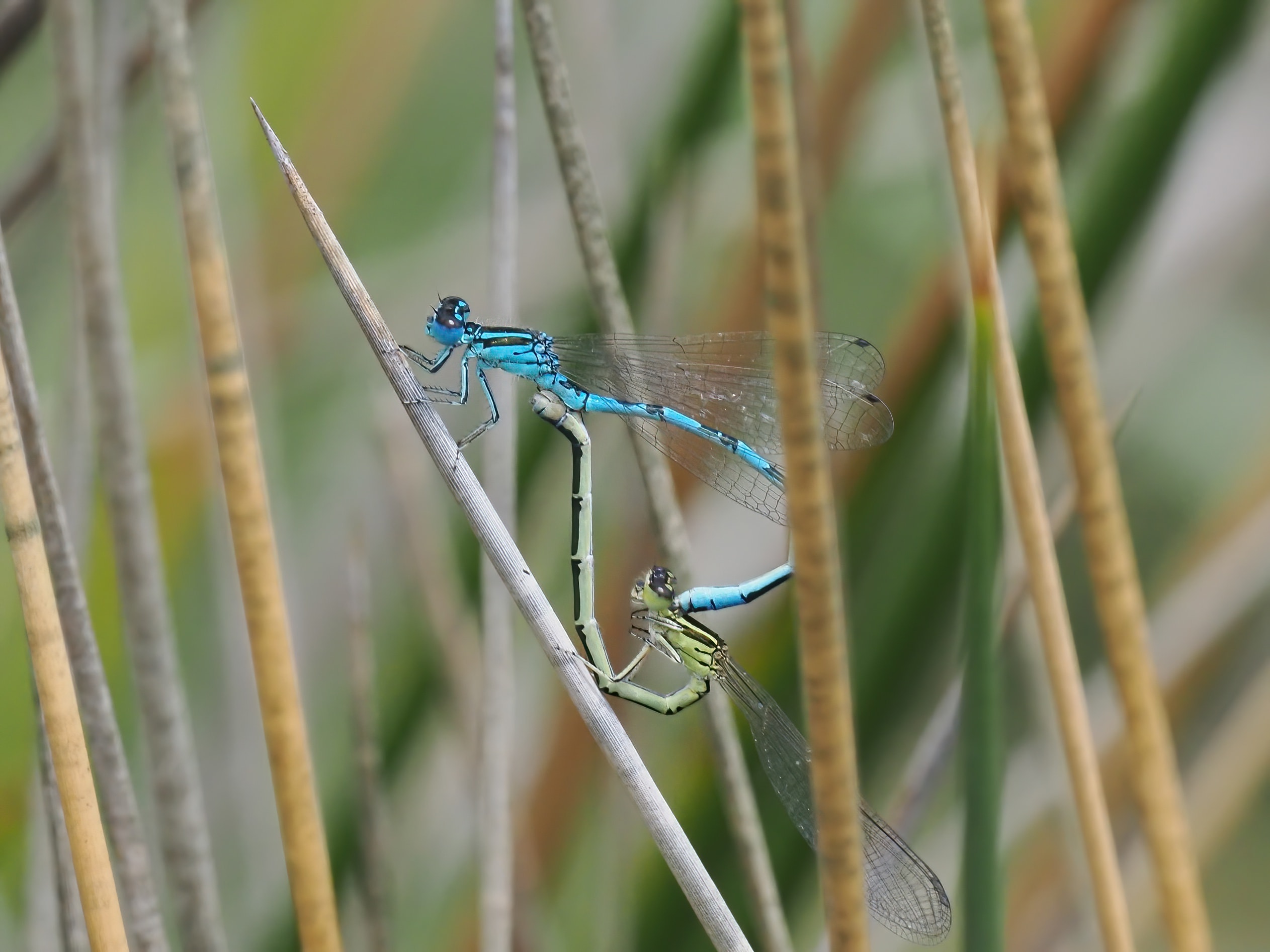 Image from Coenagrion mercuriale album