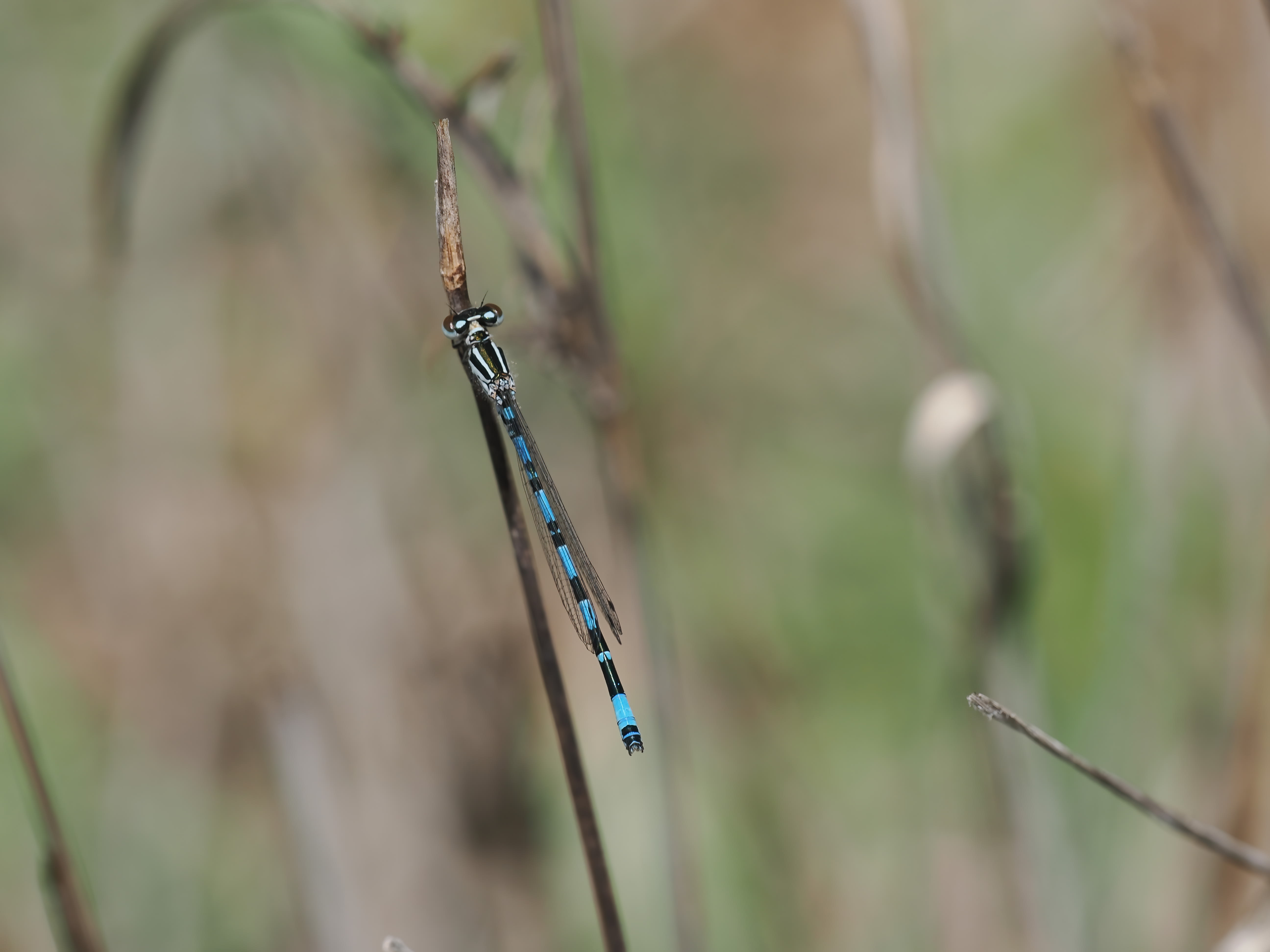 Image from Coenagrion mercuriale album