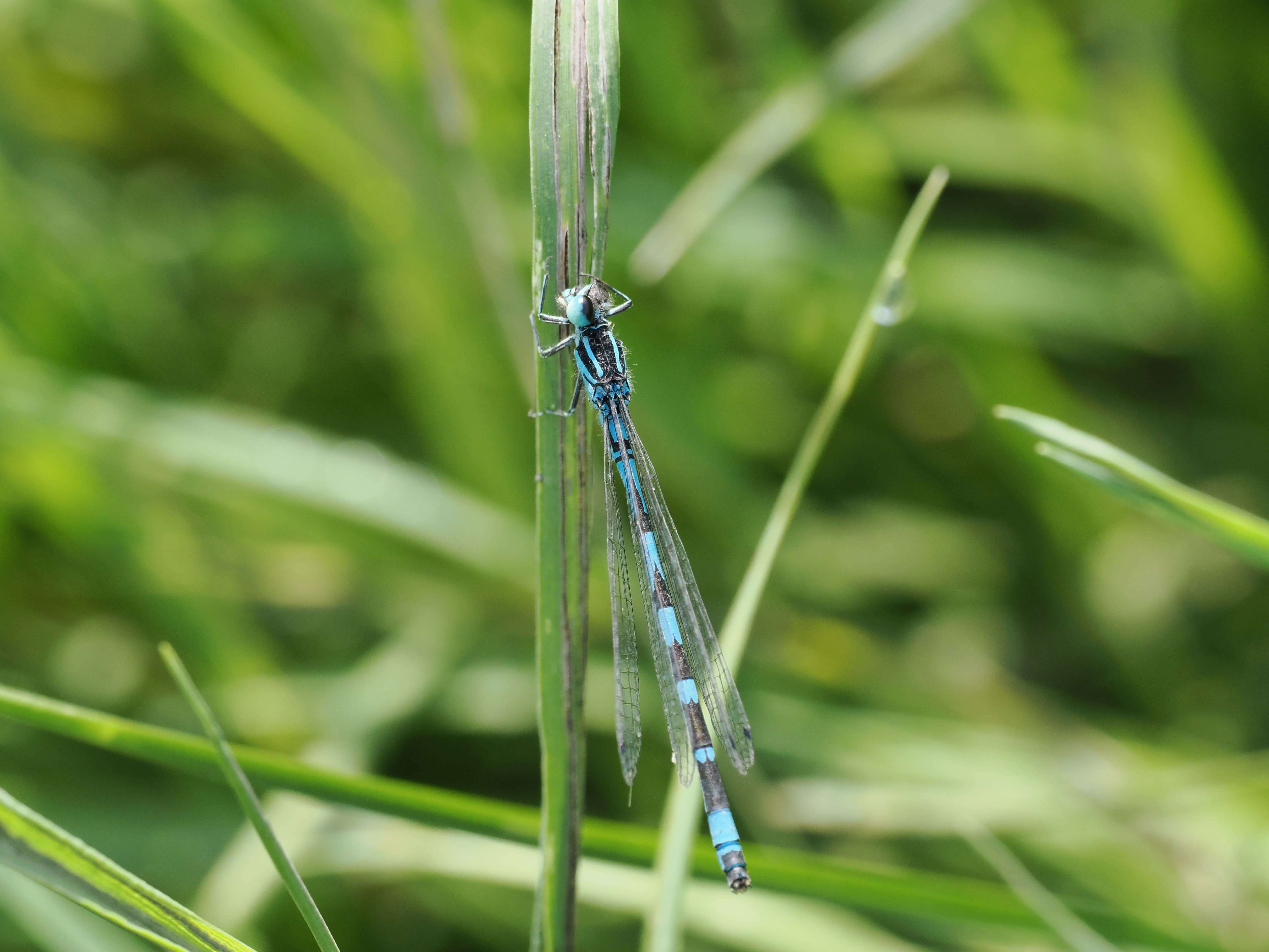 Image from Coenagrion ornatum album