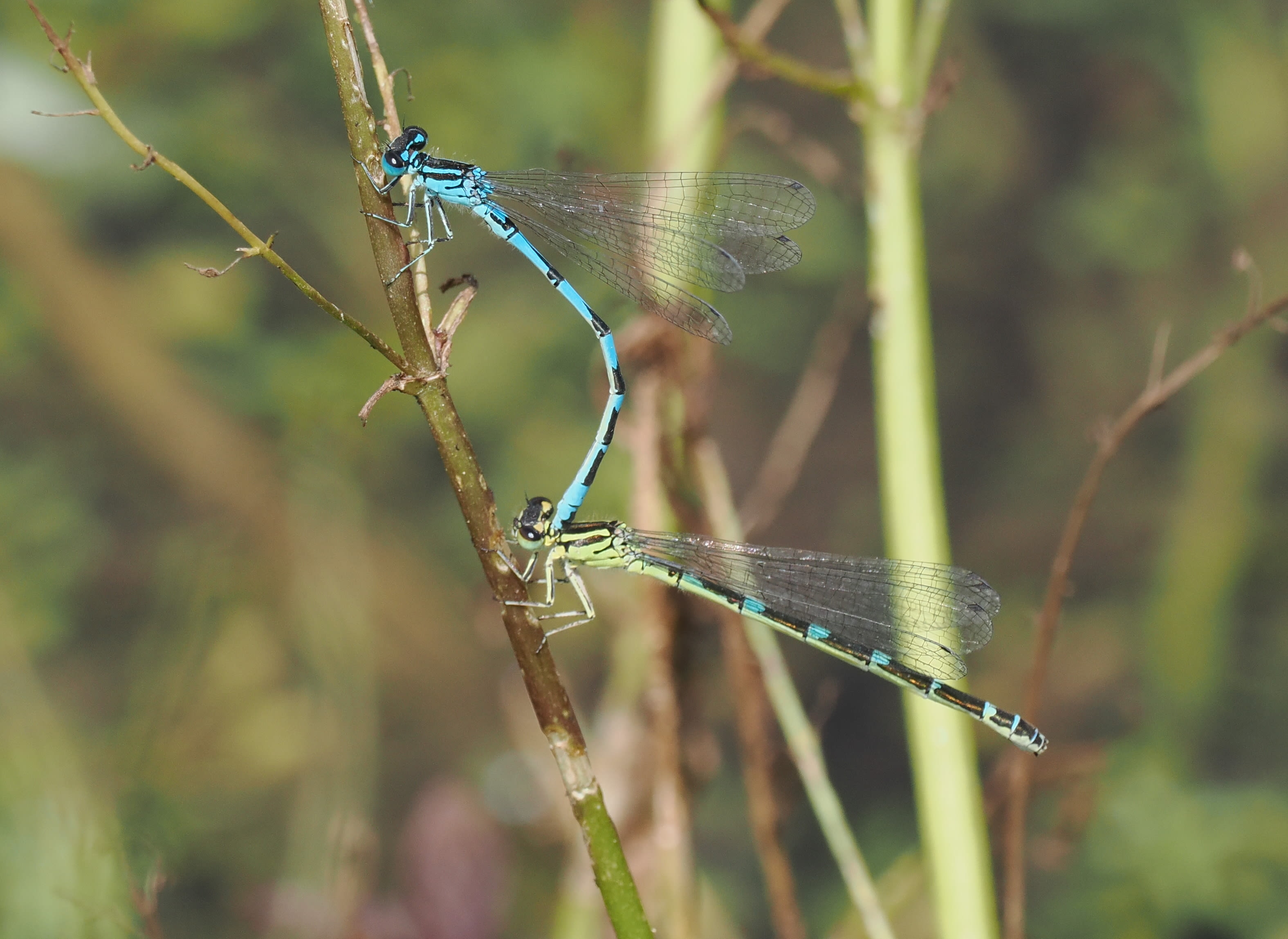 Image from Coenagrion ornatum album