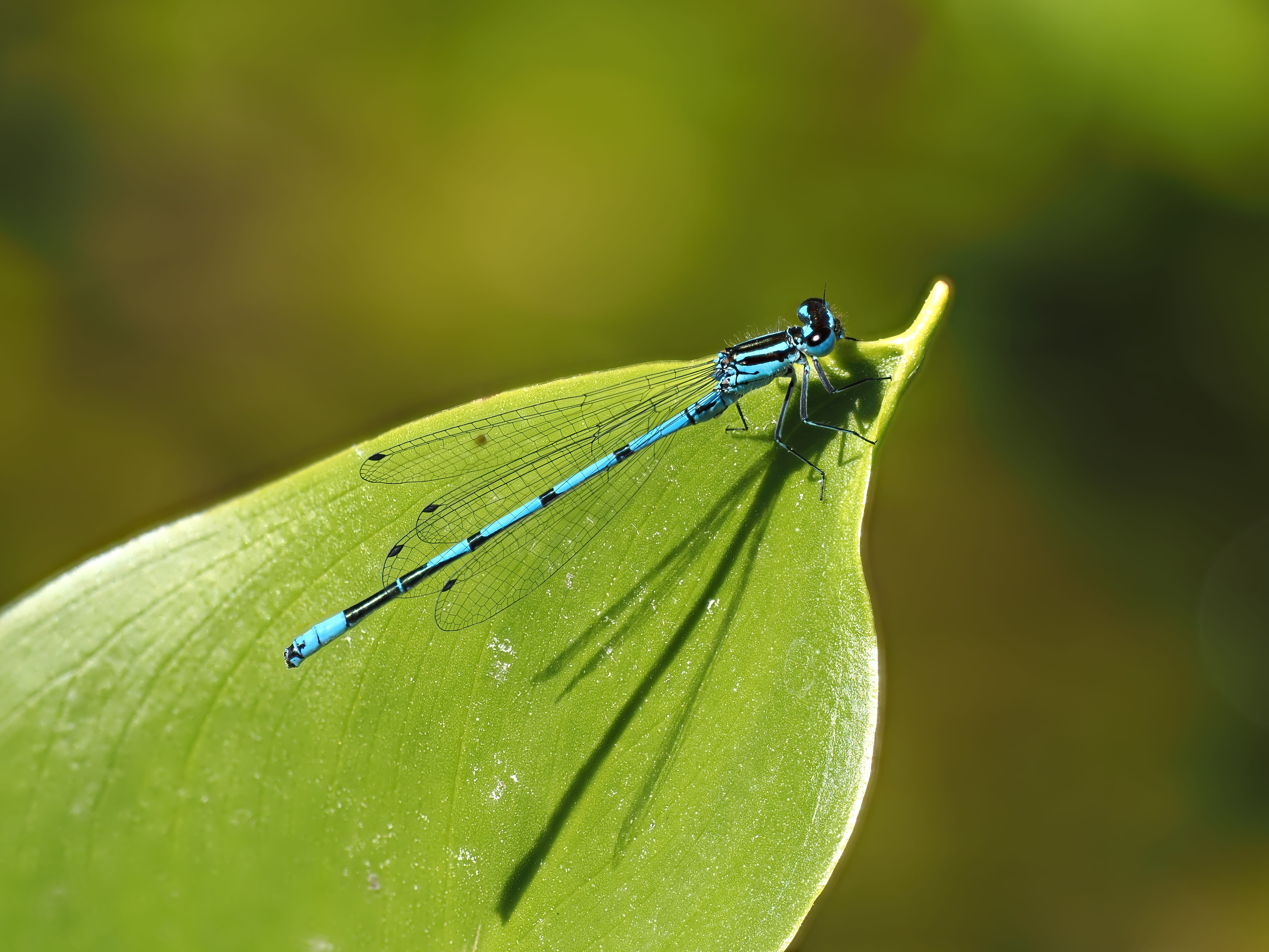 Coenagrion puella — Azure bluet. Sollentuna, Uppland 2026