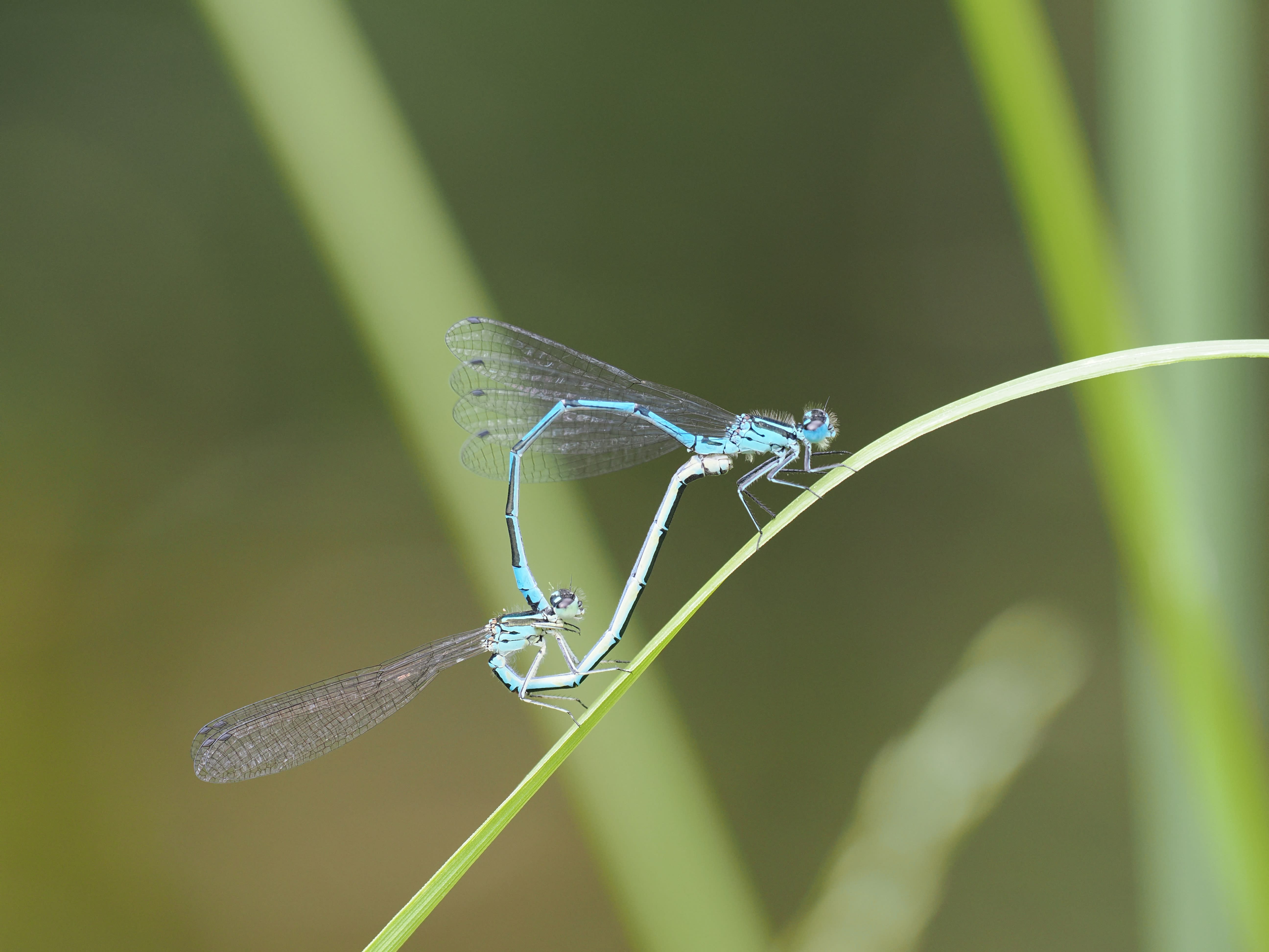 Coenagrion puella — Azure damselflies in mating position. Järvafältet, Uppland, Sweden. 2026.