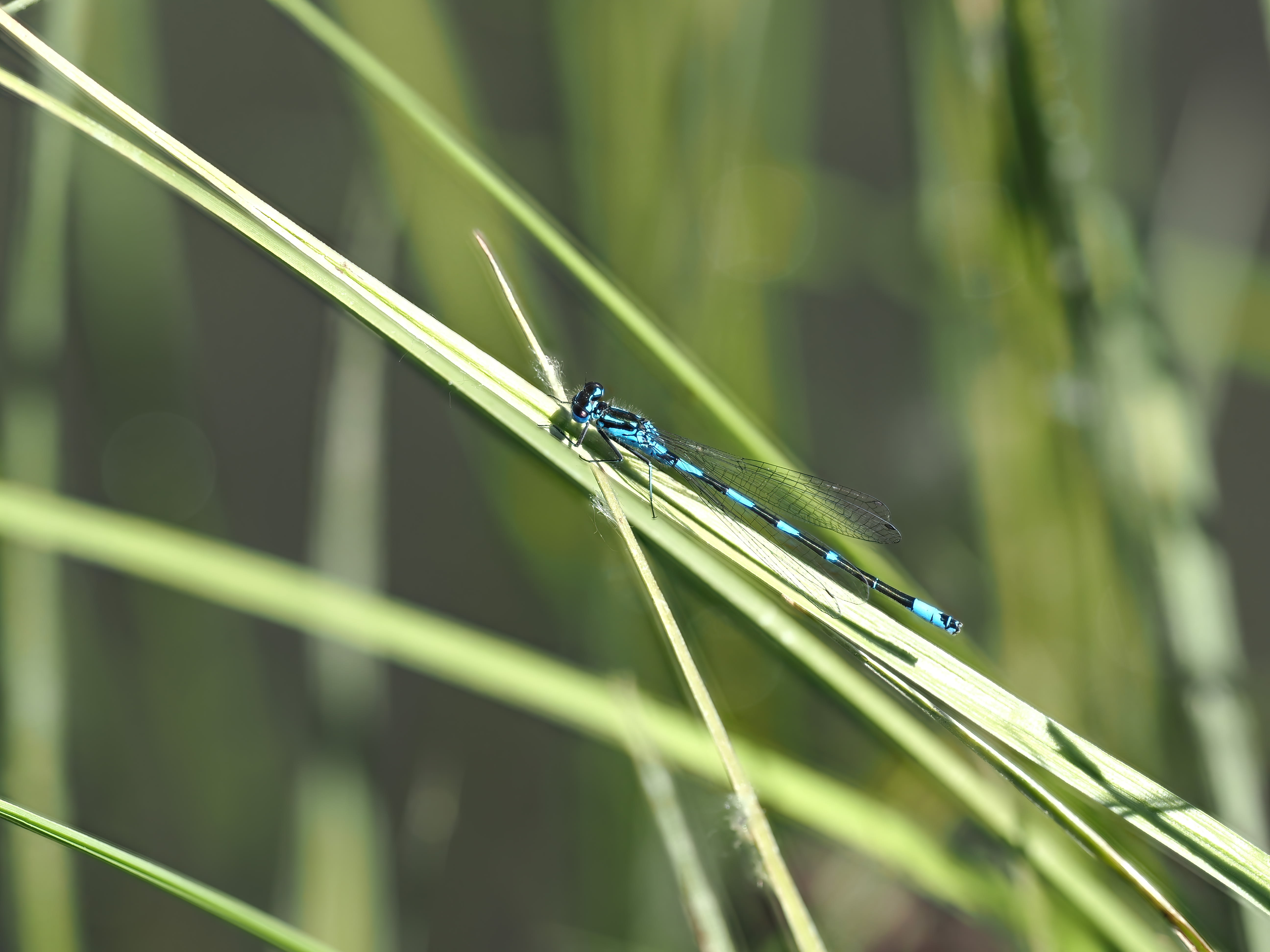 Coenagrion pulchellum — Variable bluet. Järvafältet, Uppland 2026
