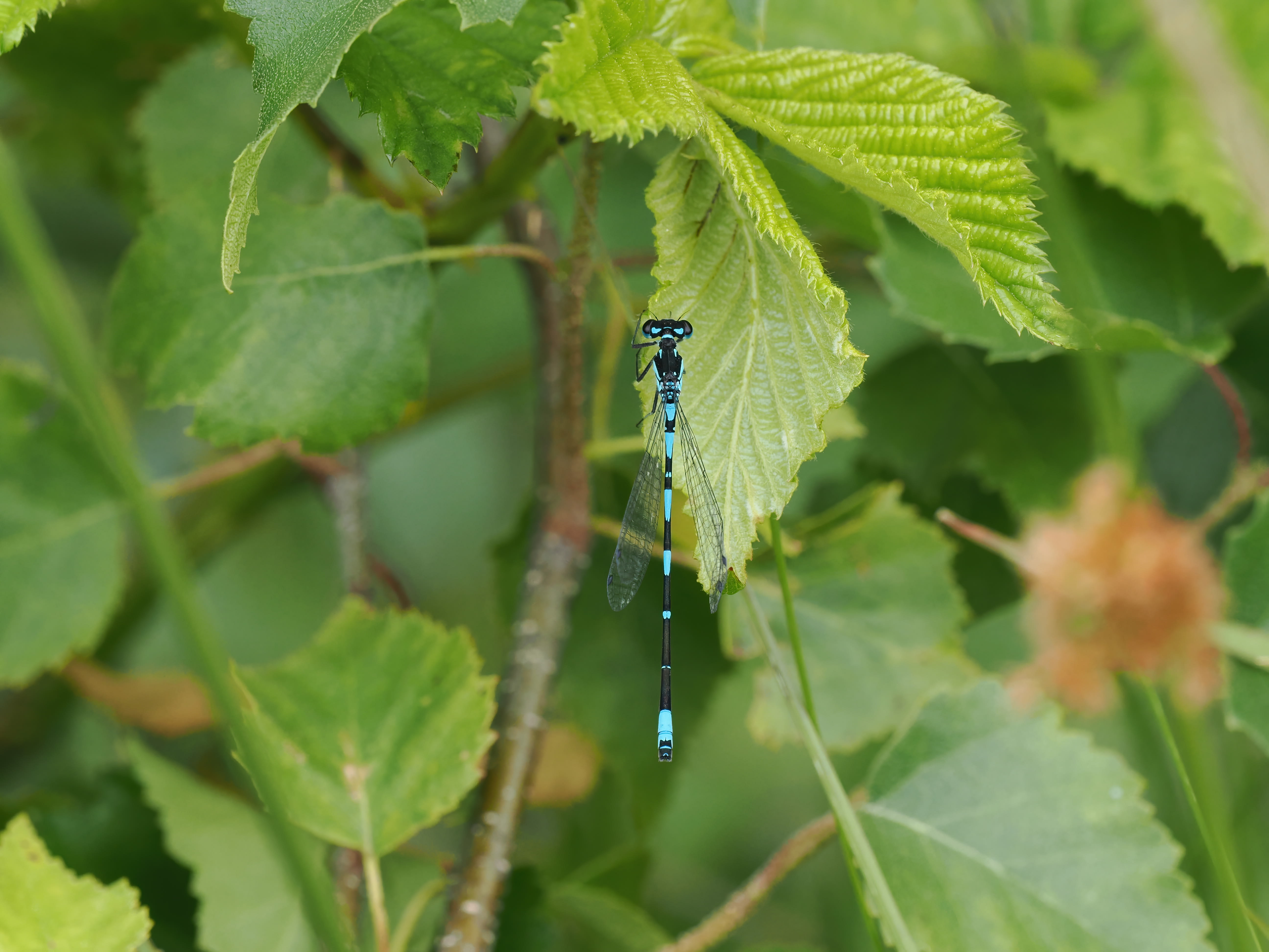 Image from Coenagrion pulchellum album