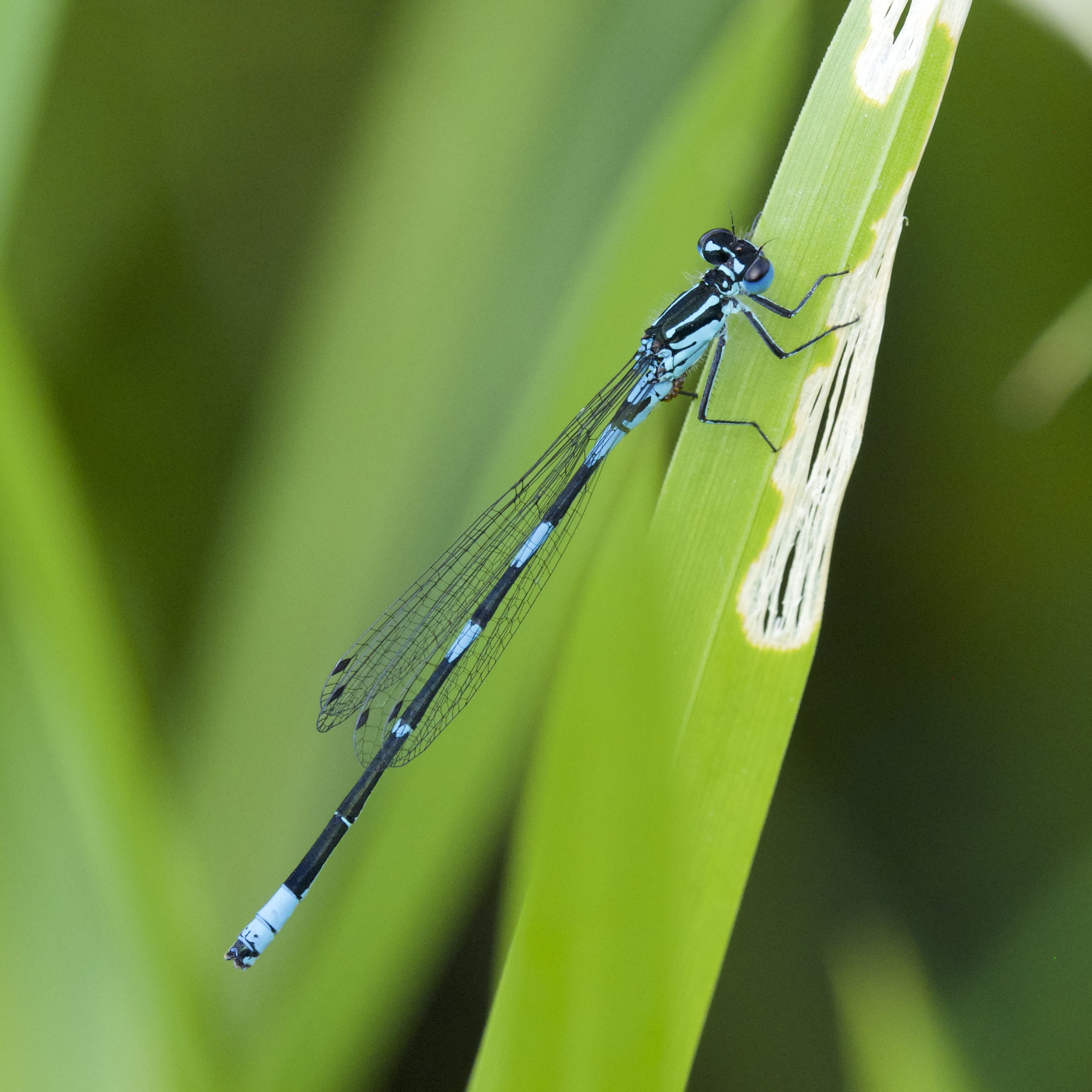 Image from Coenagrion pulchellum album