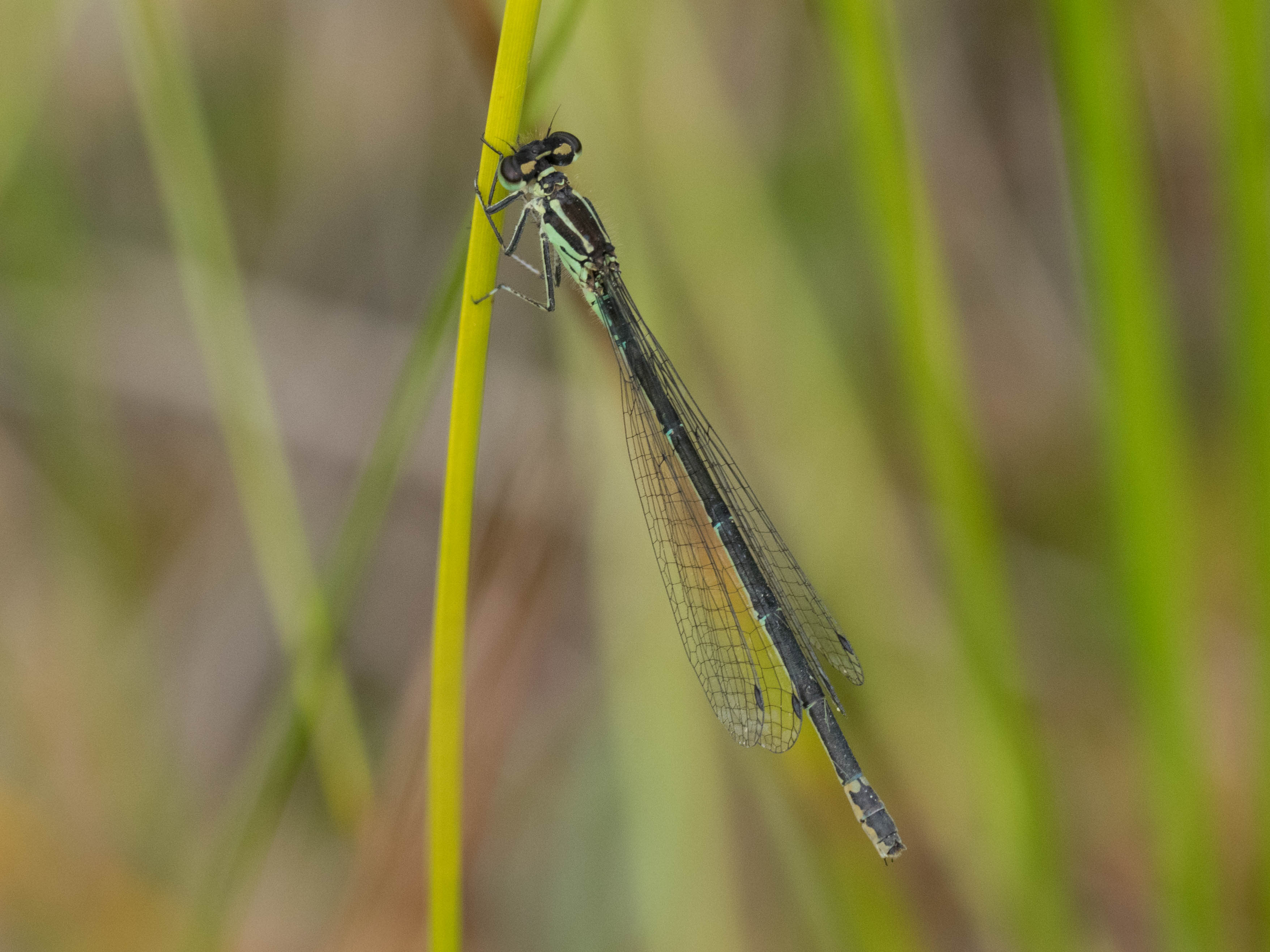 Image from Coenagrion pulchellum album