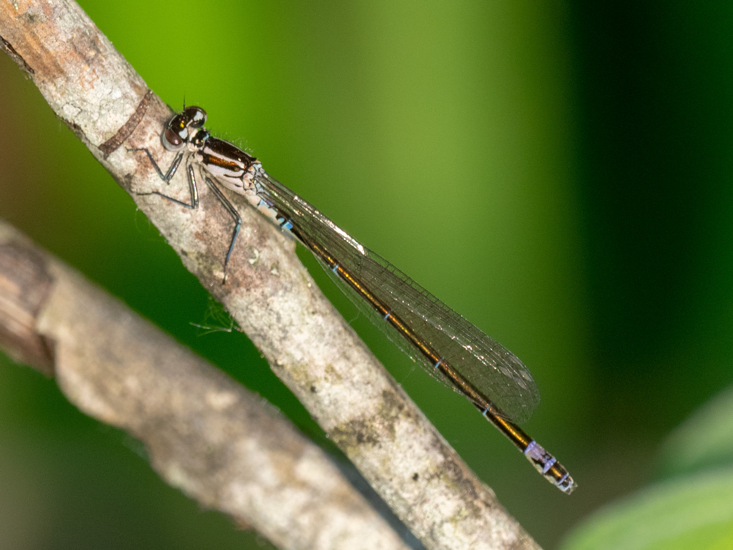 Image from Coenagrion pulchellum album