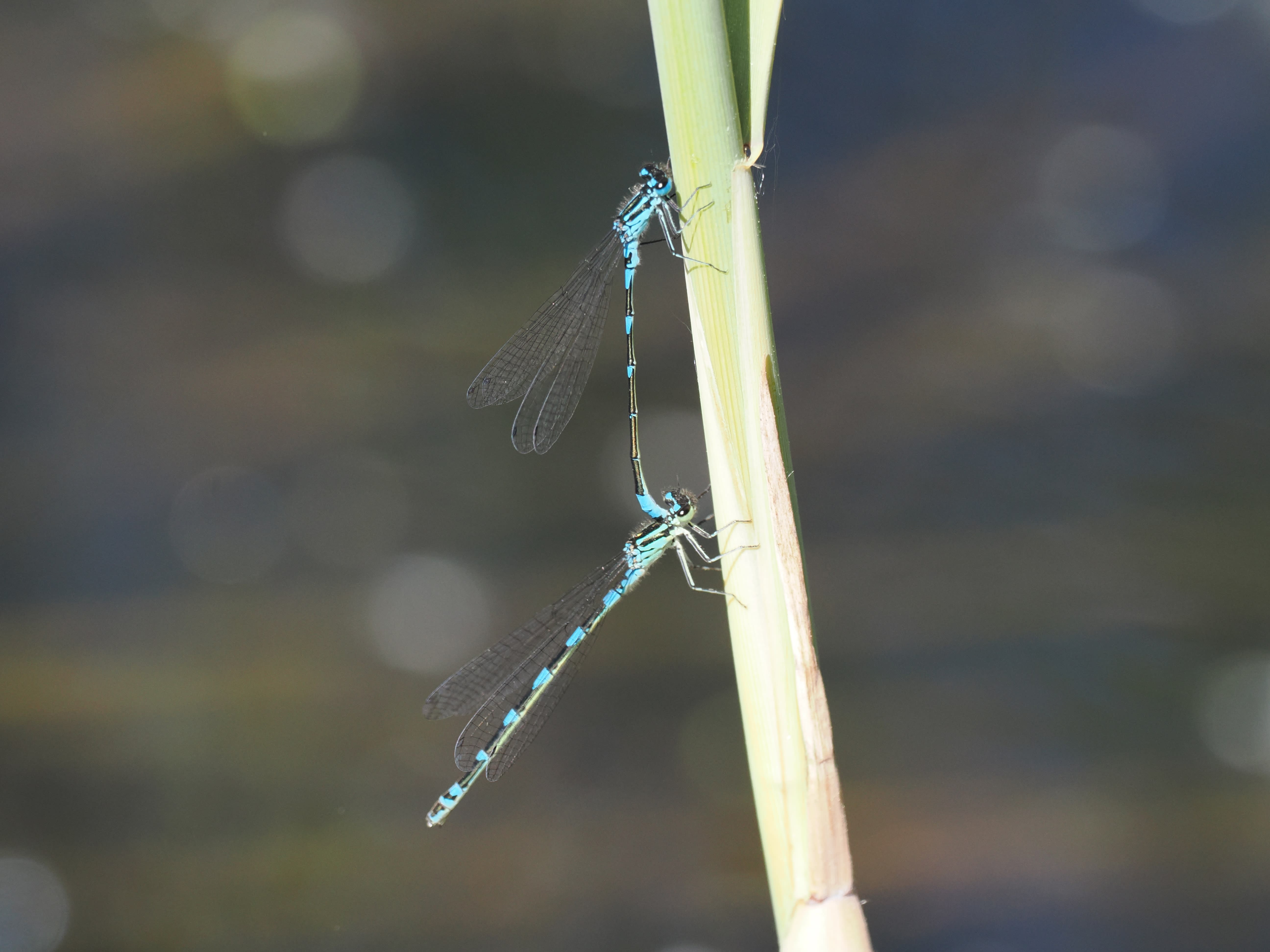 Image from Coenagrion pulchellum album