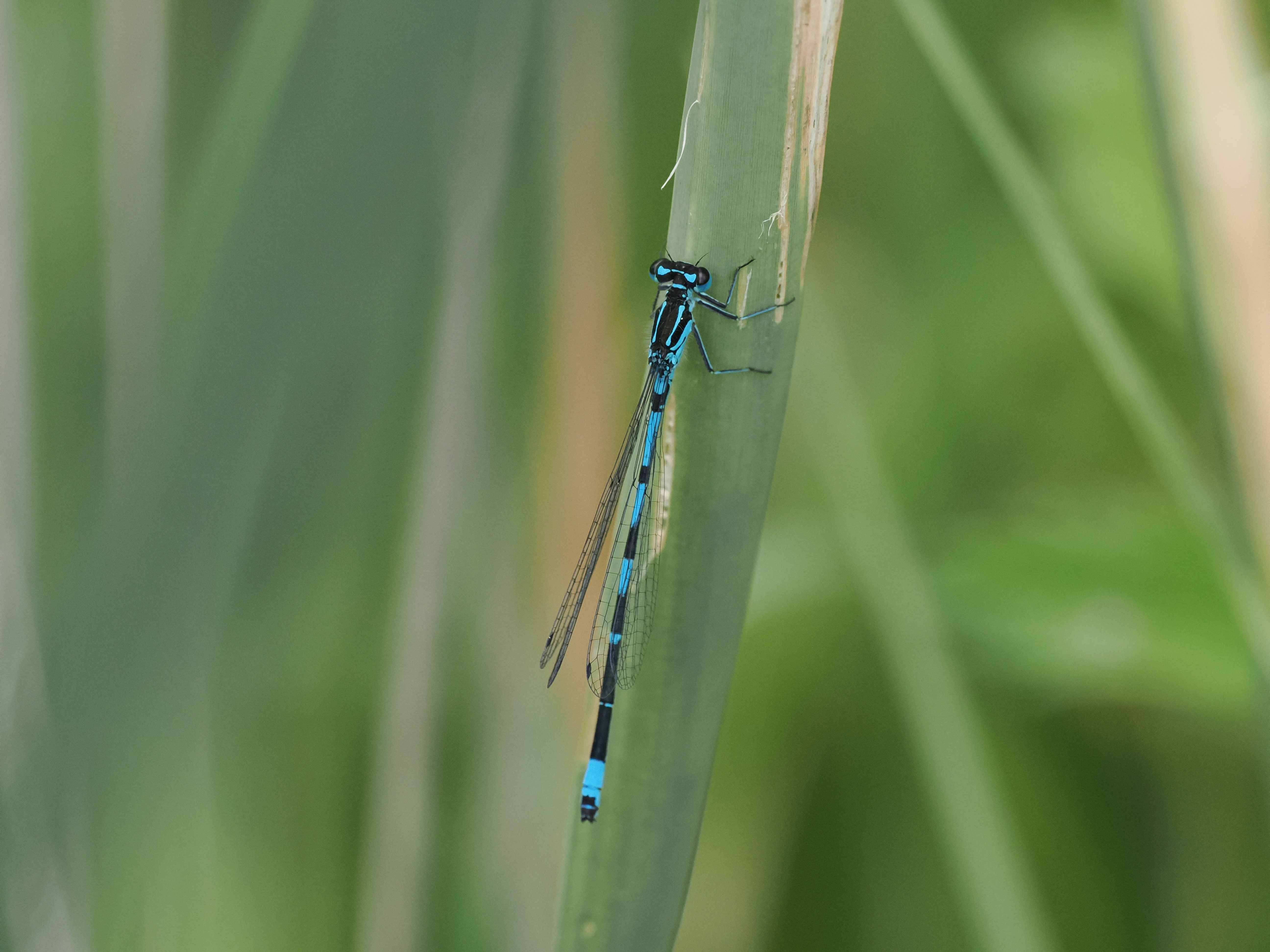 Image from Coenagrion pulchellum album