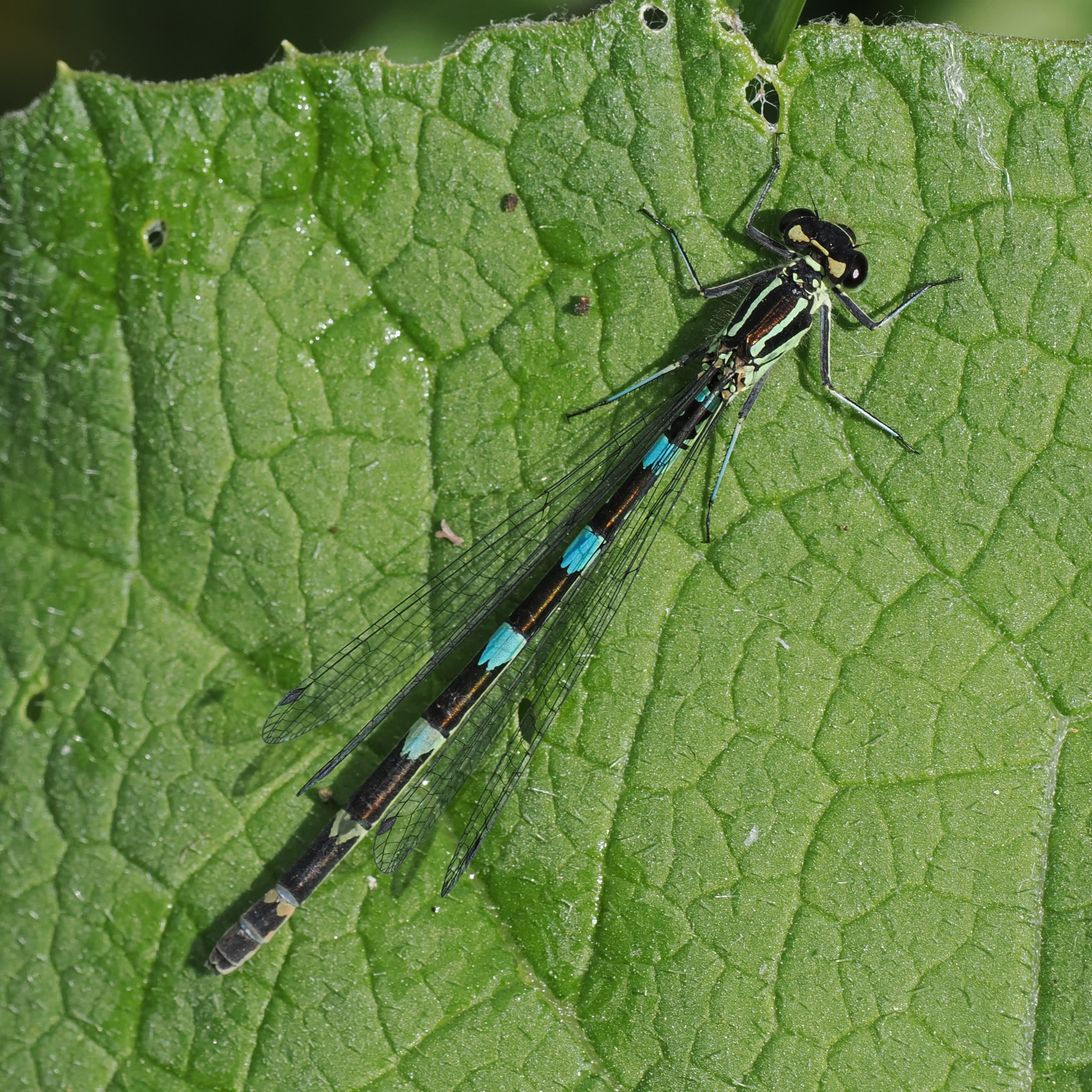 Image from Coenagrion pulchellum album