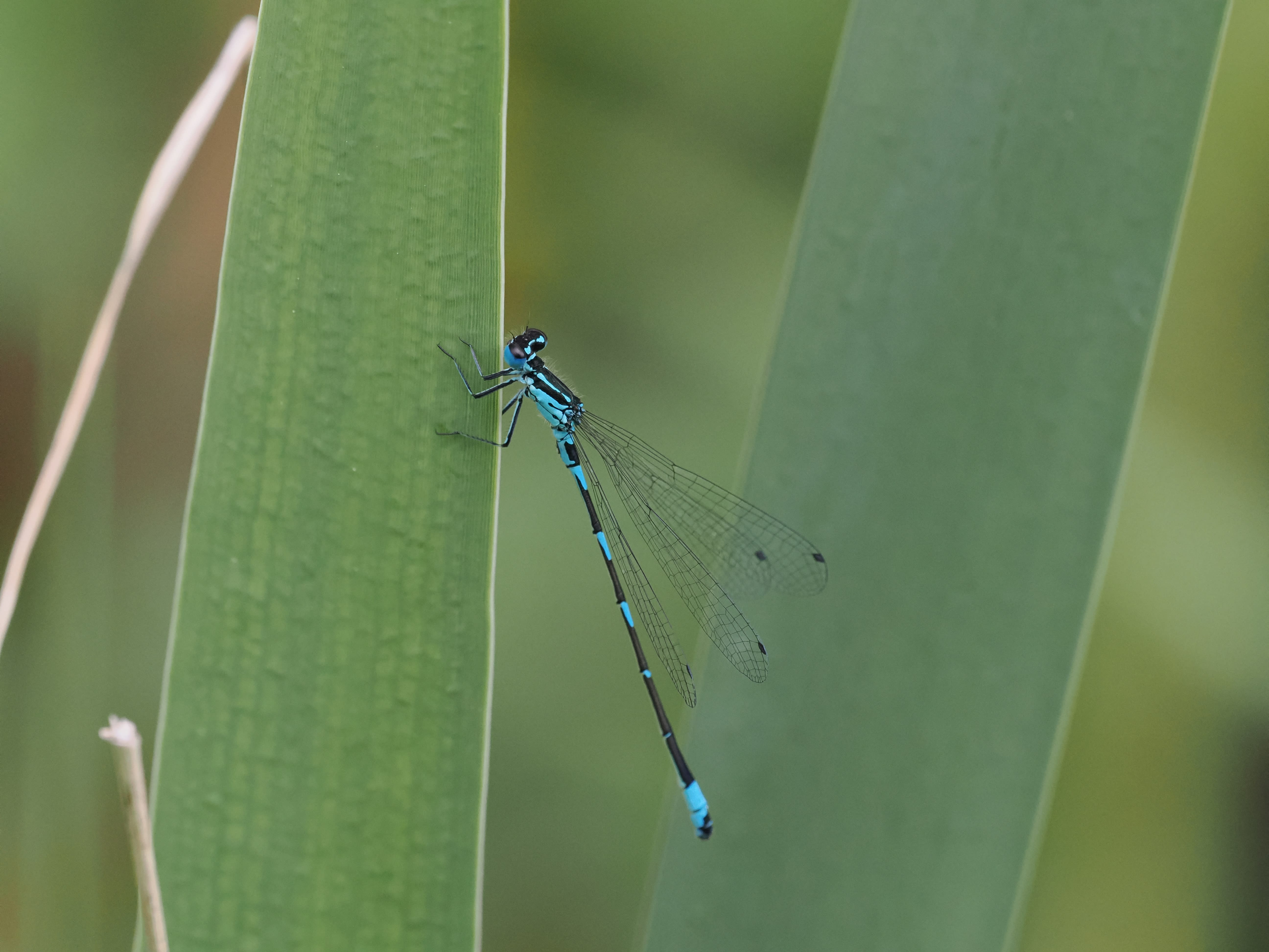 Image from Coenagrion pulchellum album