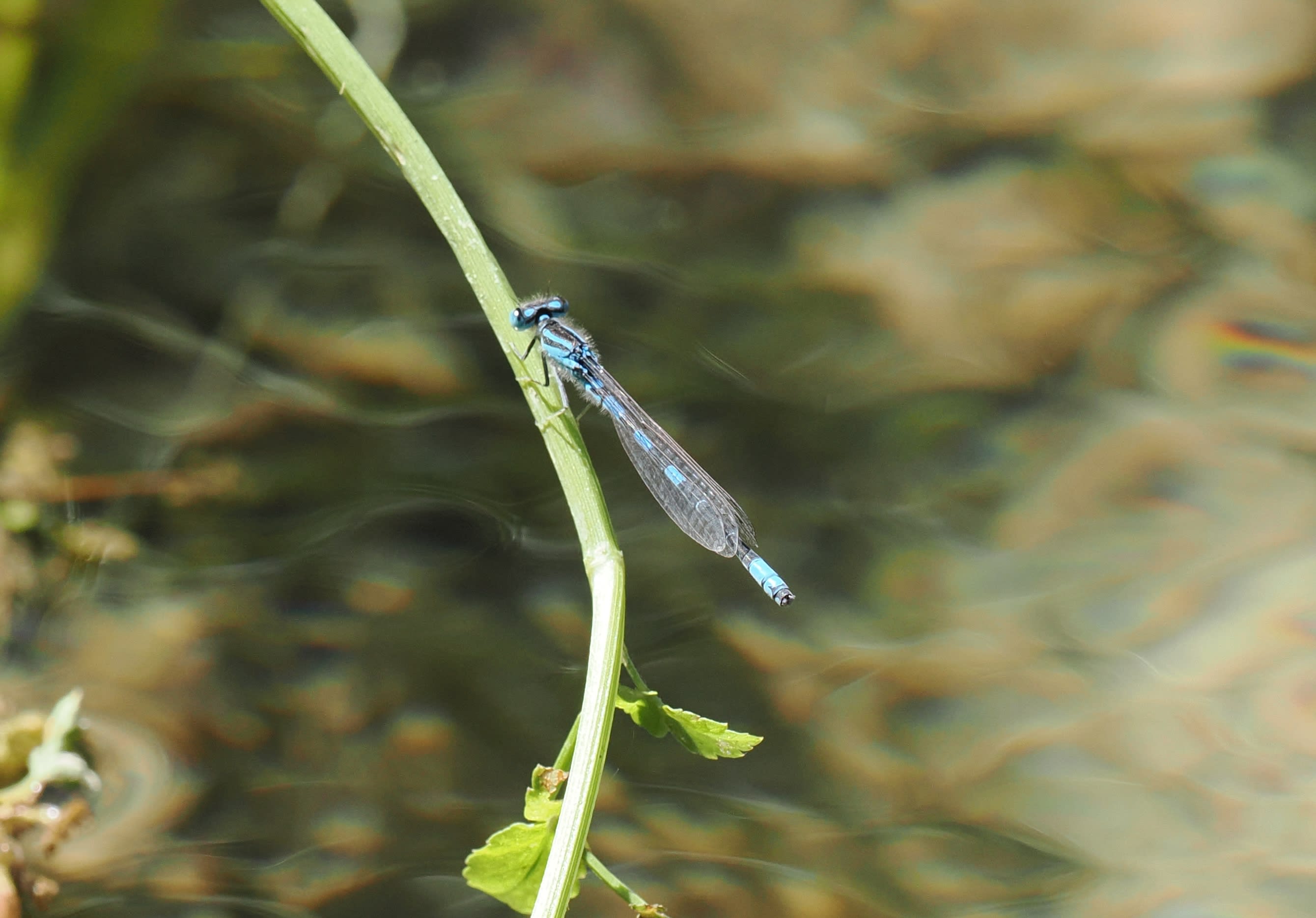 Image from Coenagrion scitulum album