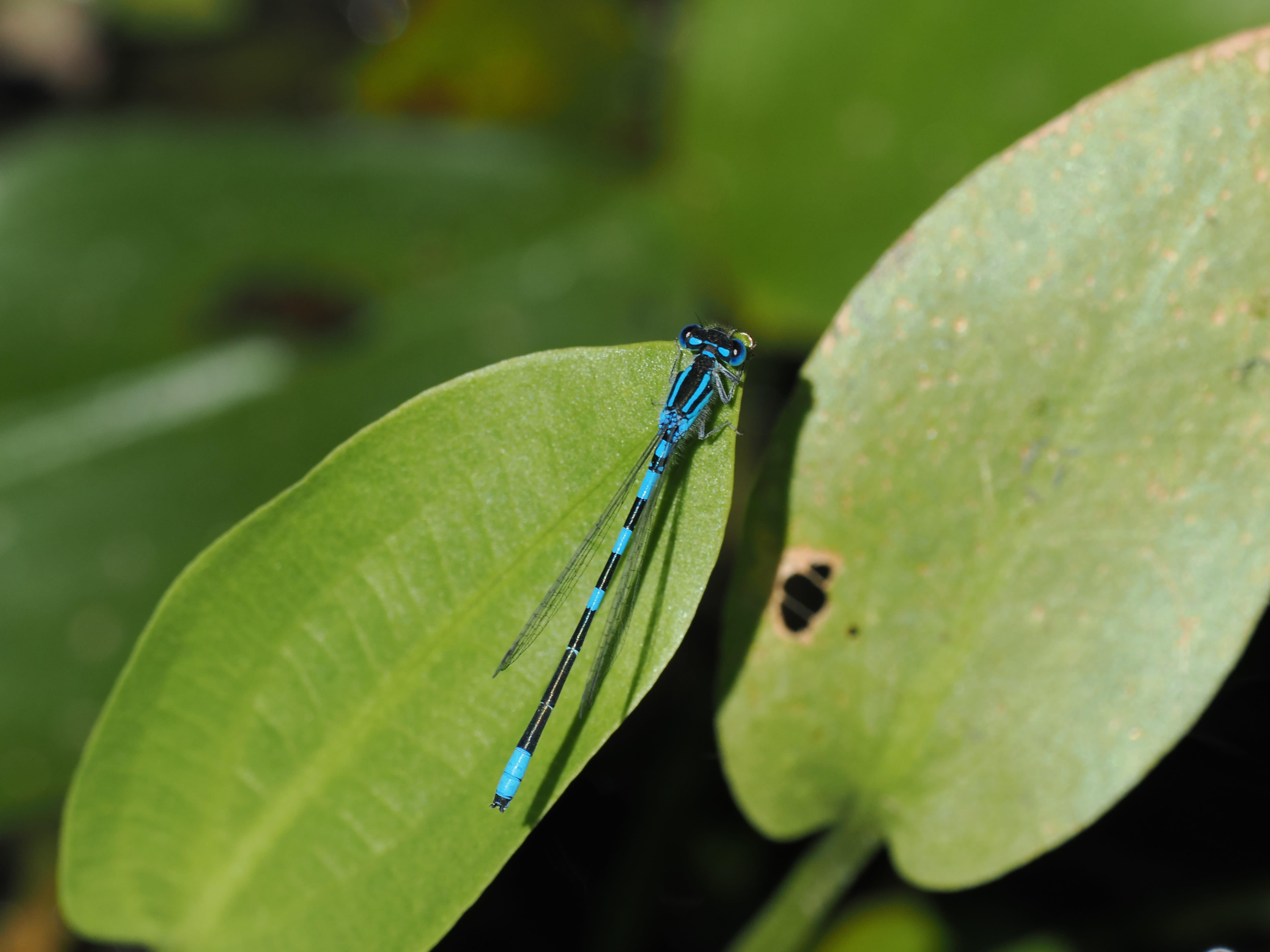 Image from Coenagrion scitulum album