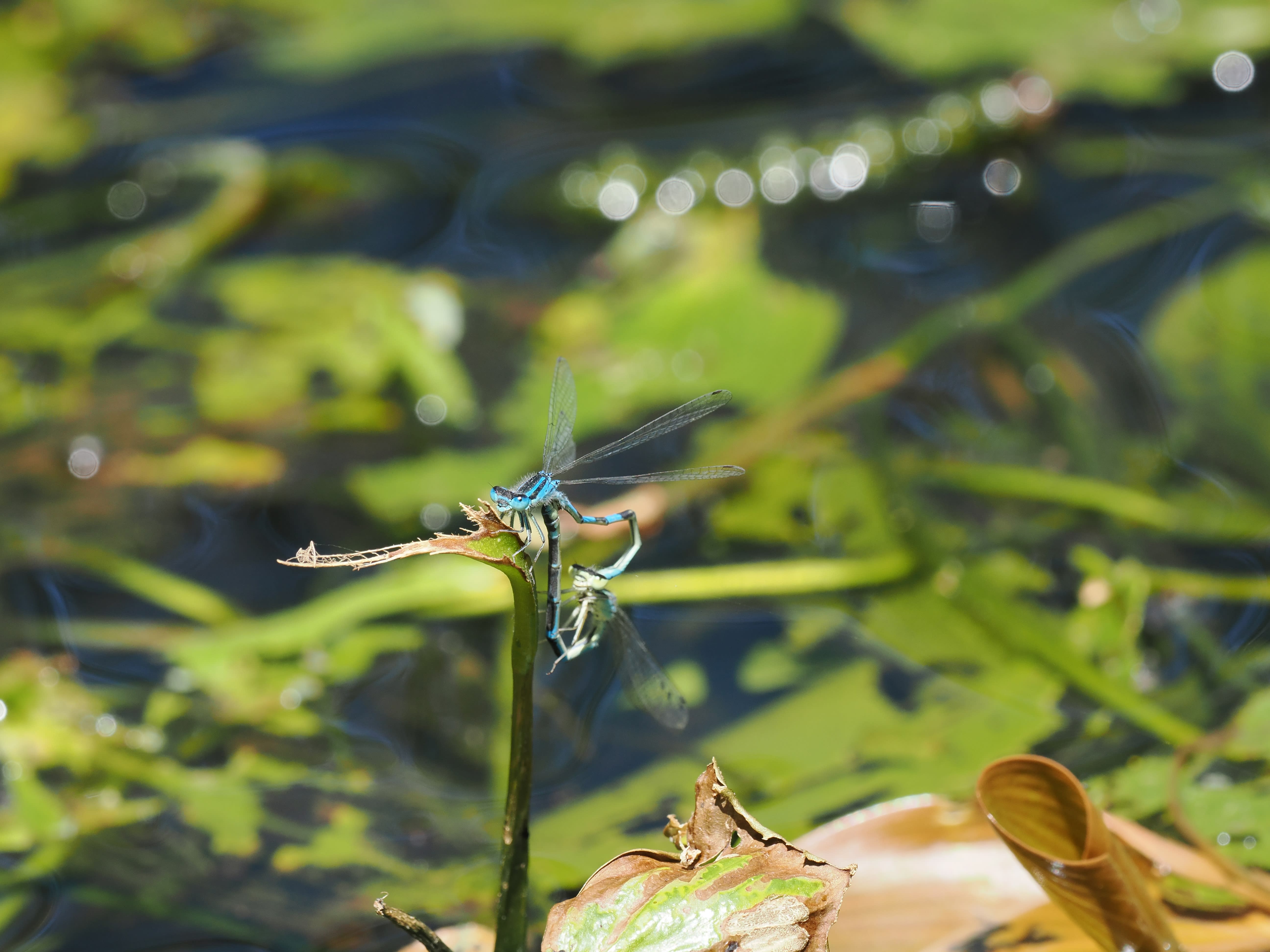Image from Coenagrion scitulum album