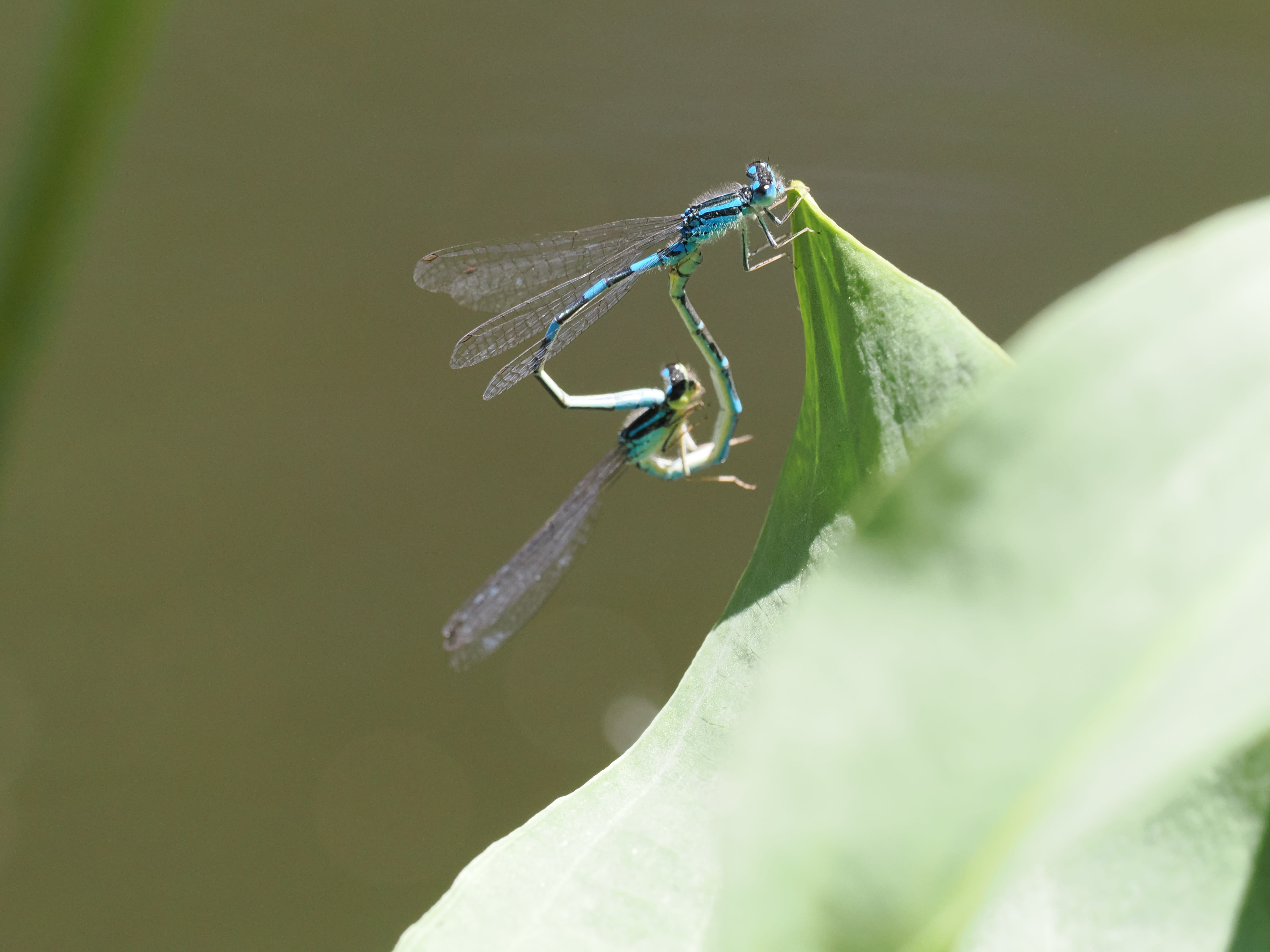 Image from Coenagrion scitulum album