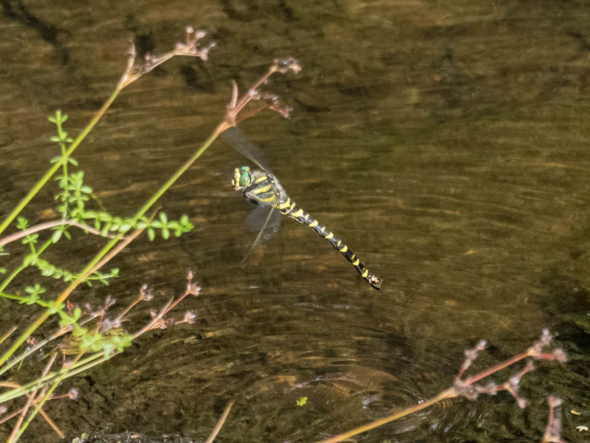 Image from Cordulegaster boltonii album