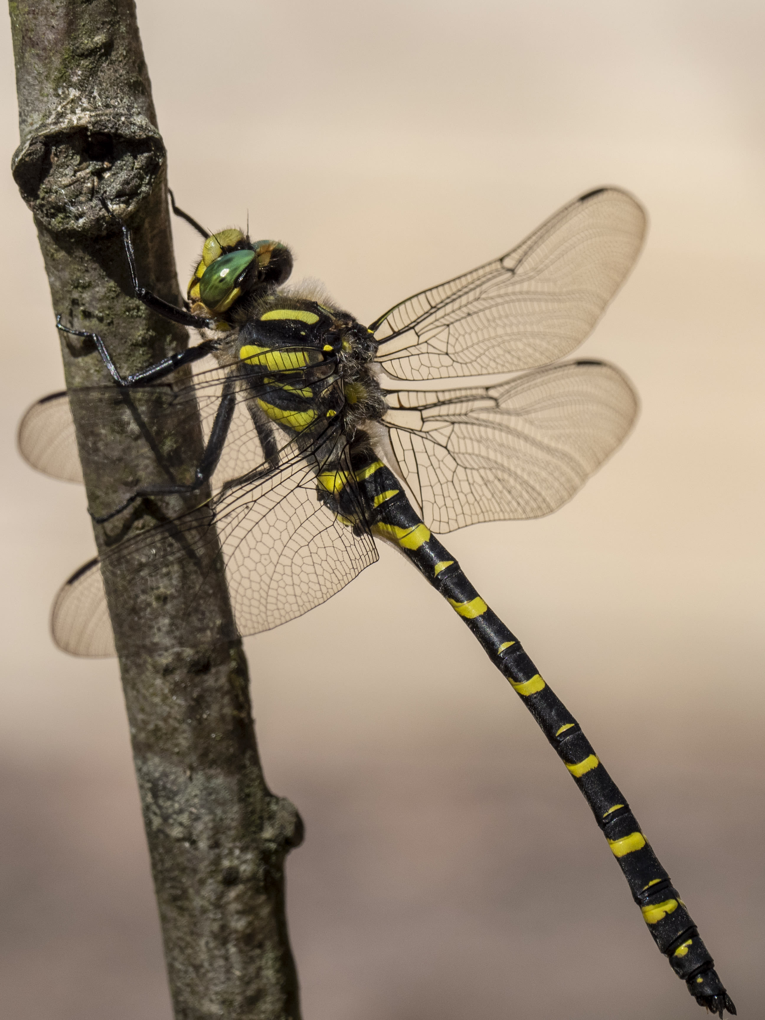 Image from Cordulegaster boltonii album