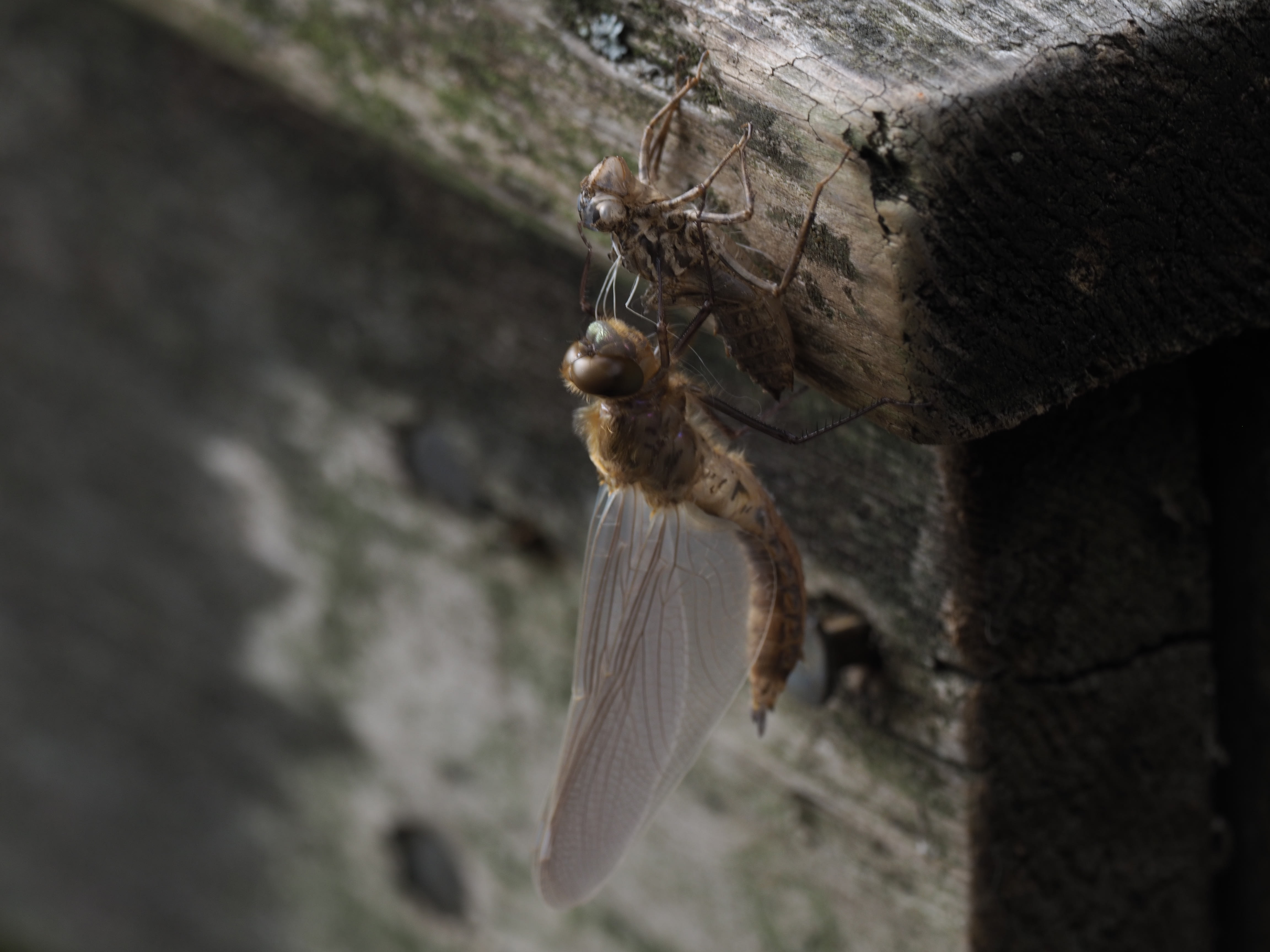 Image from Cordulia aenea album