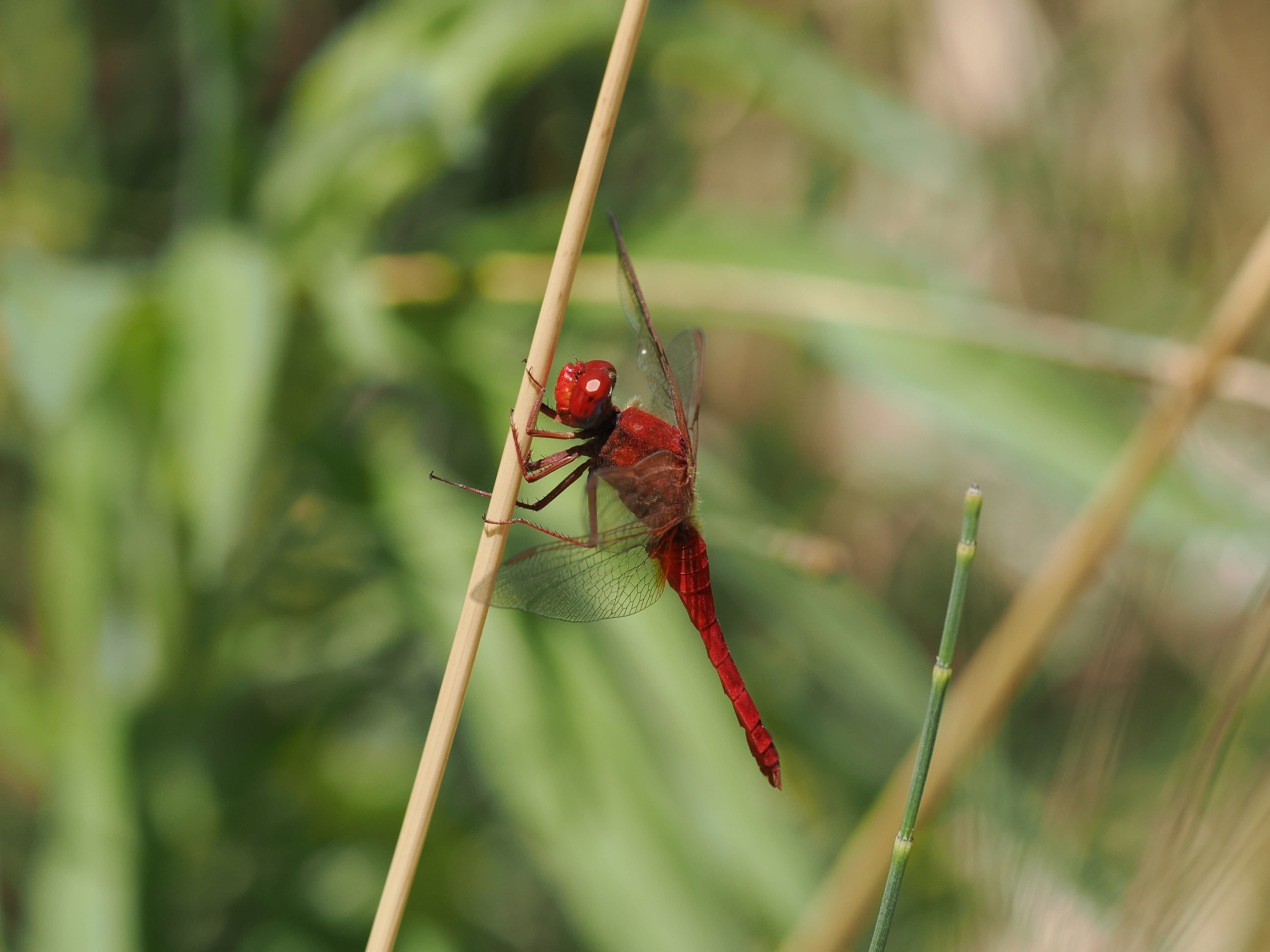Image from Crocothemis erythraea album