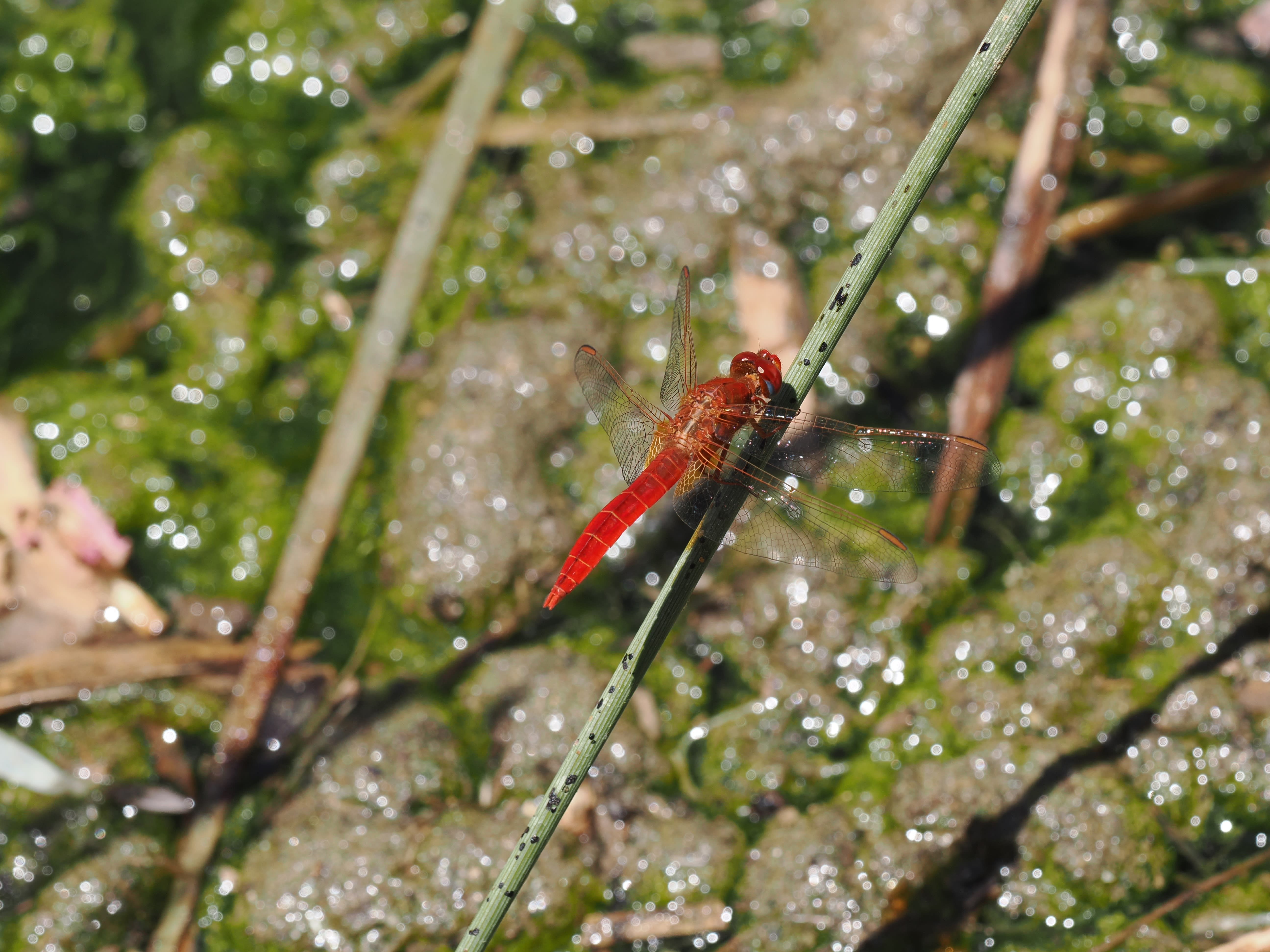 Image from Crocothemis erythraea album